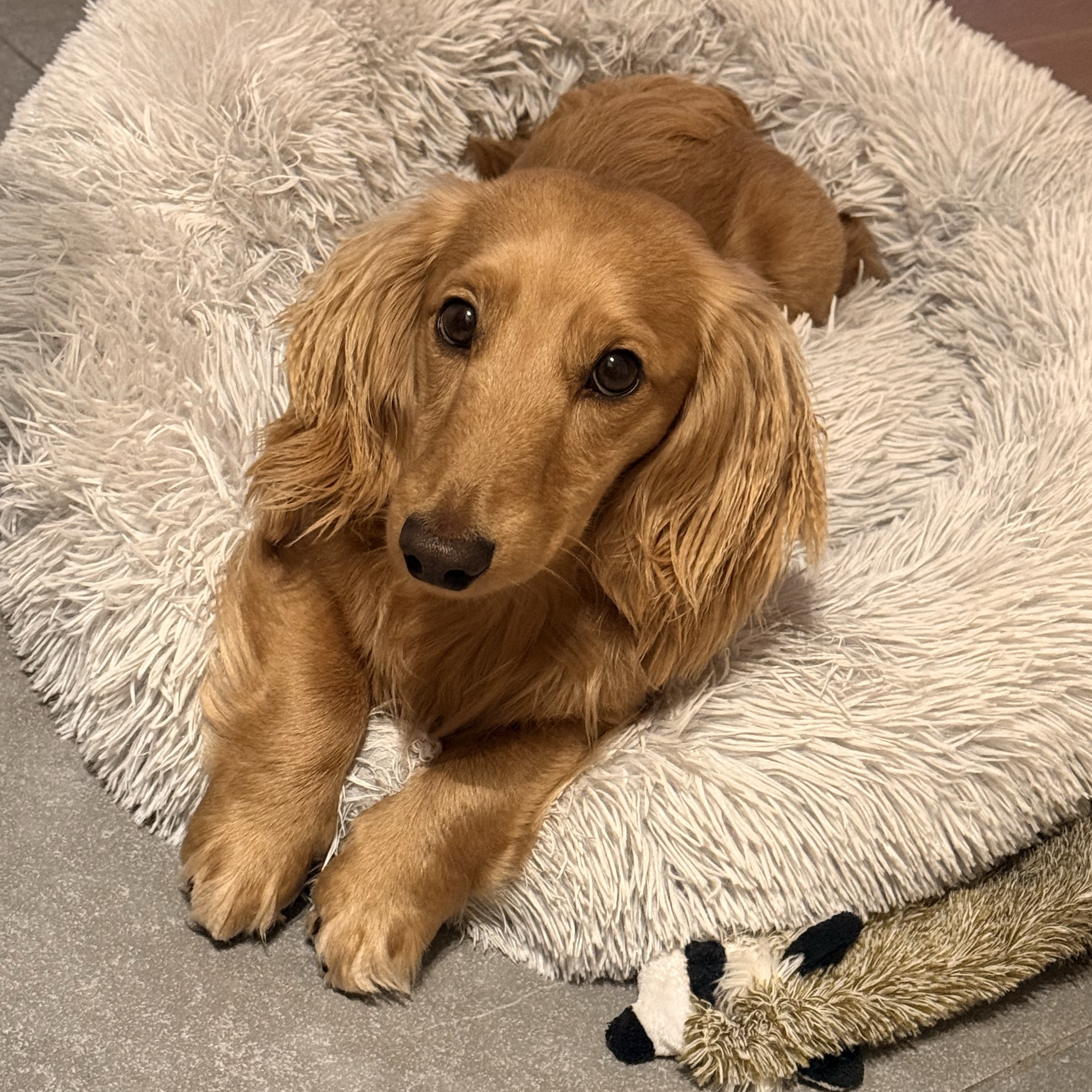 Milo