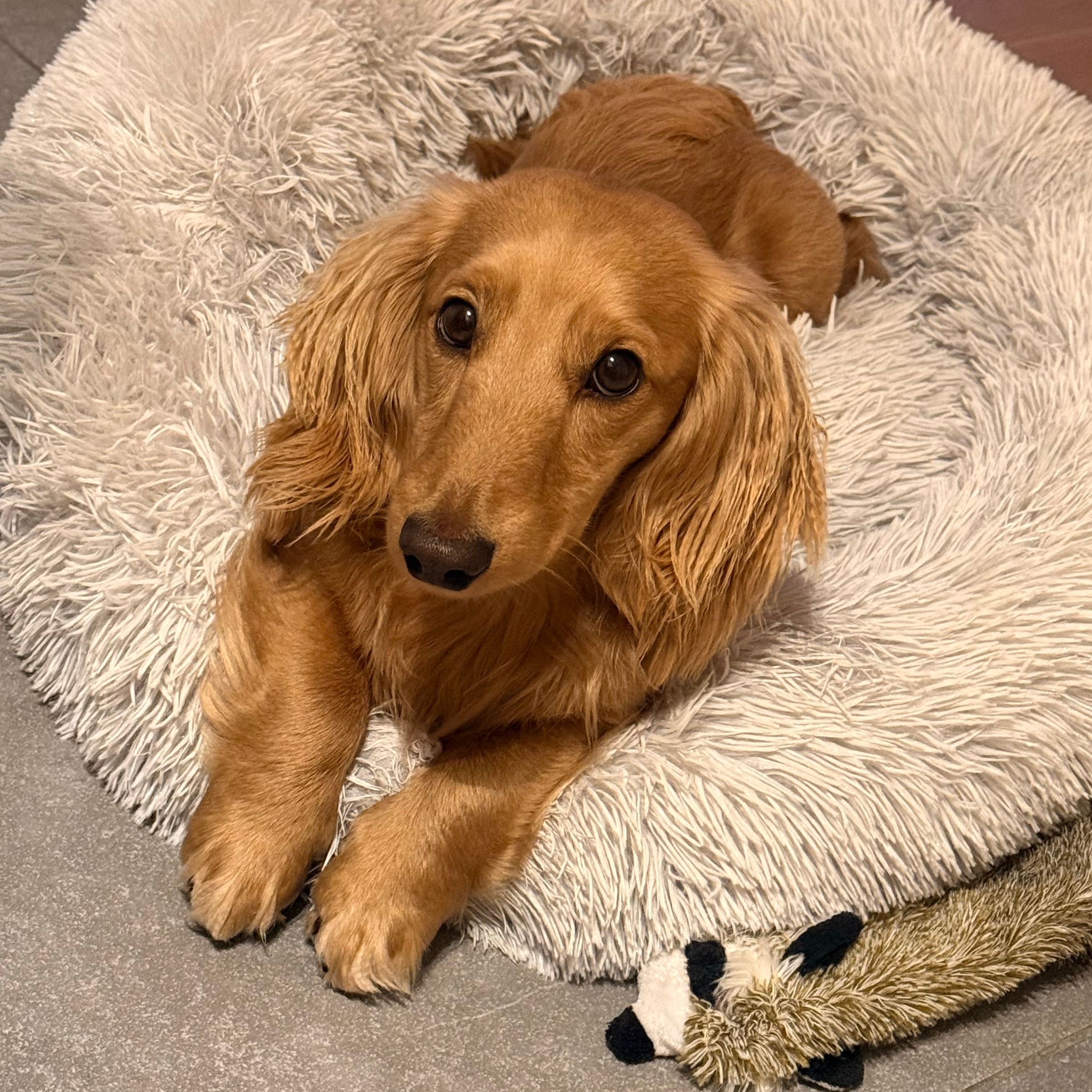 Milo