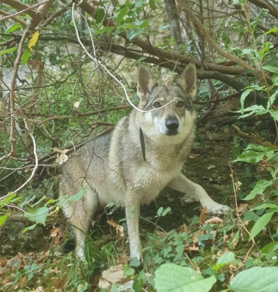 image-6