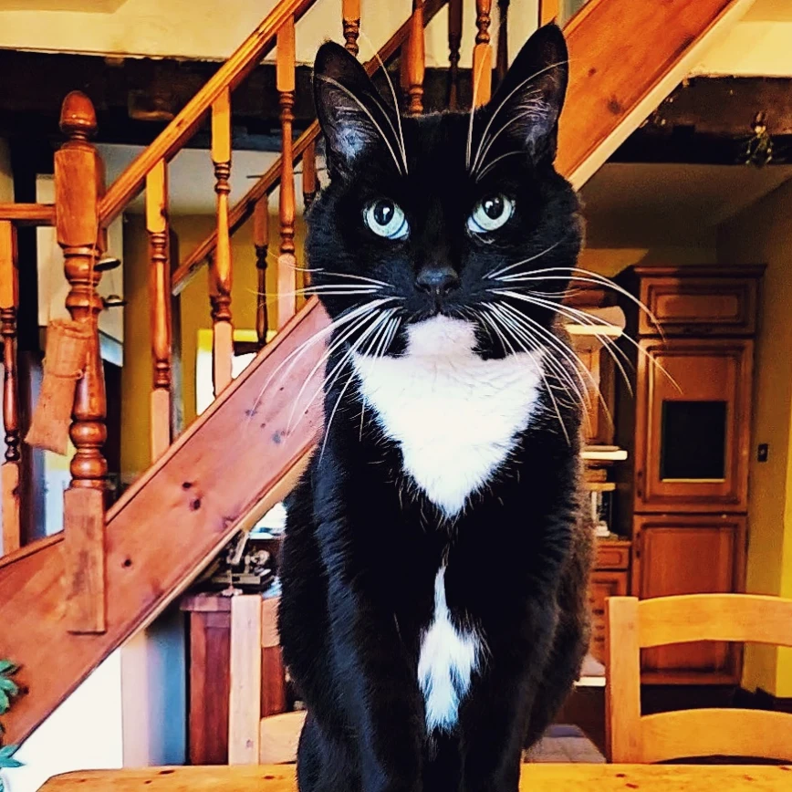 Ozzy