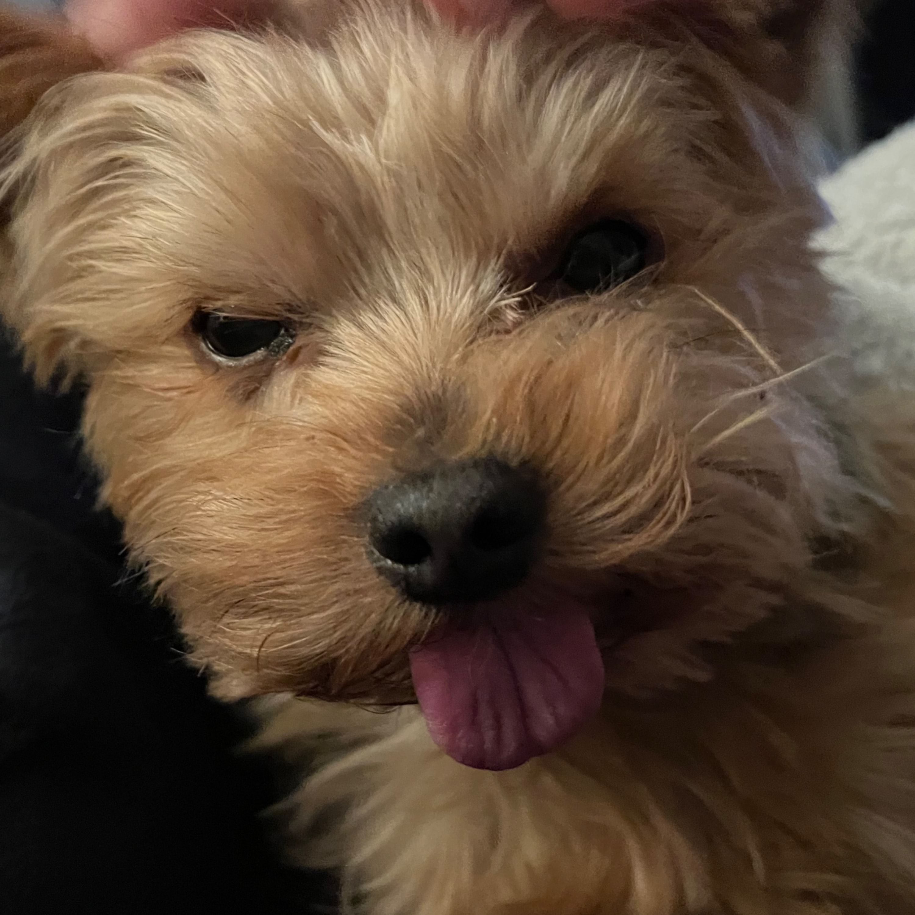 Josée, Maude et Luc