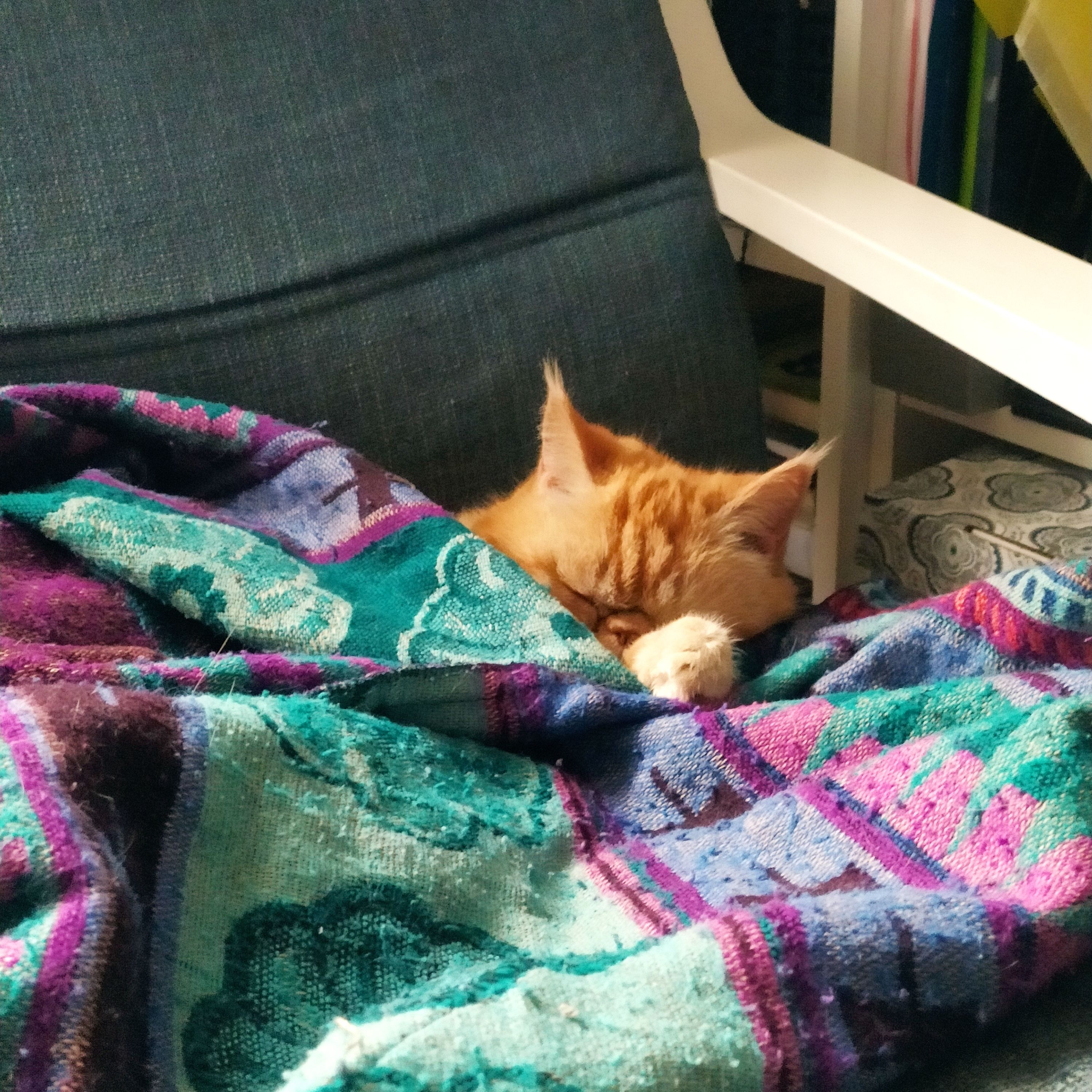 Masya