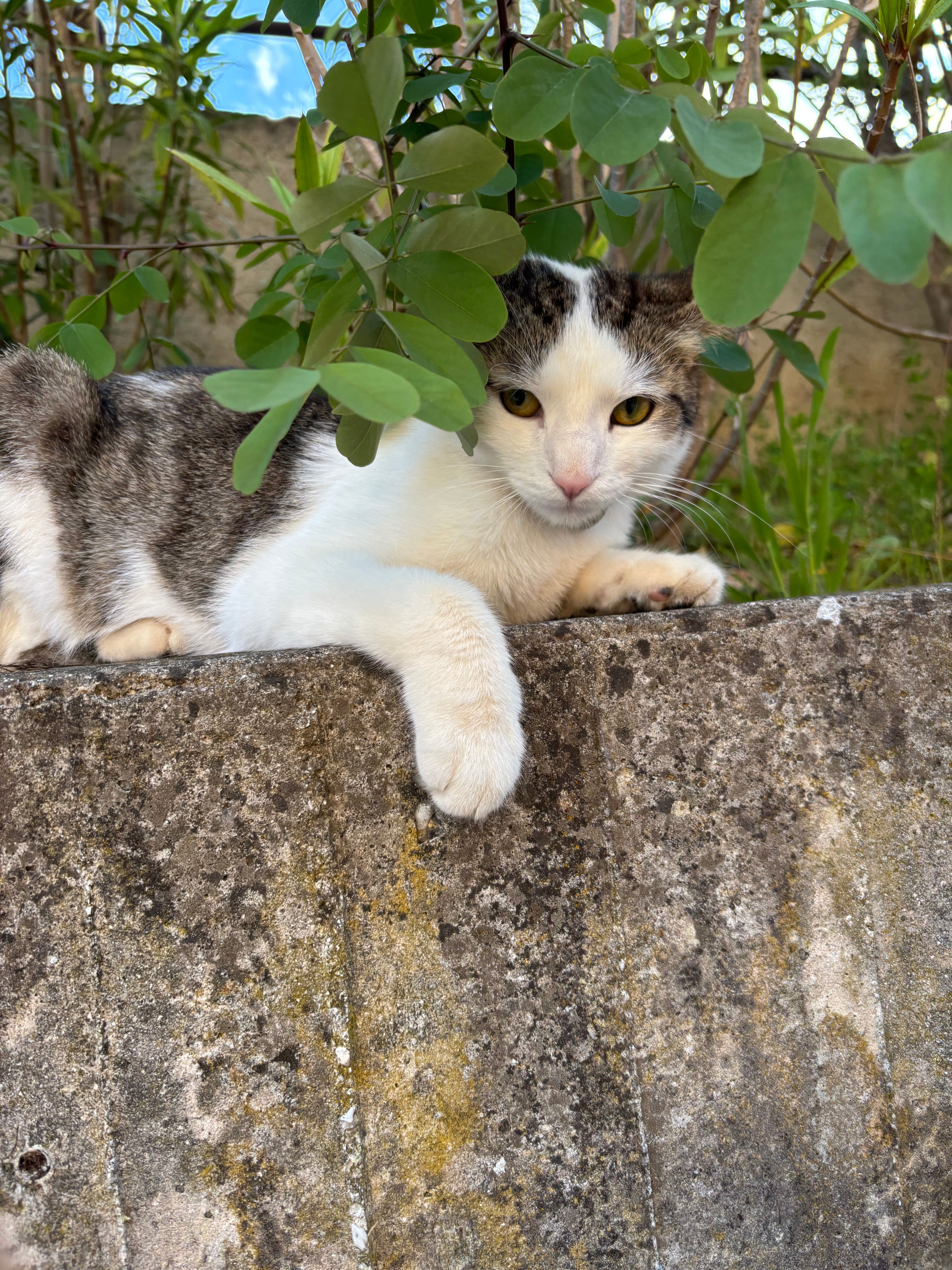 image-8