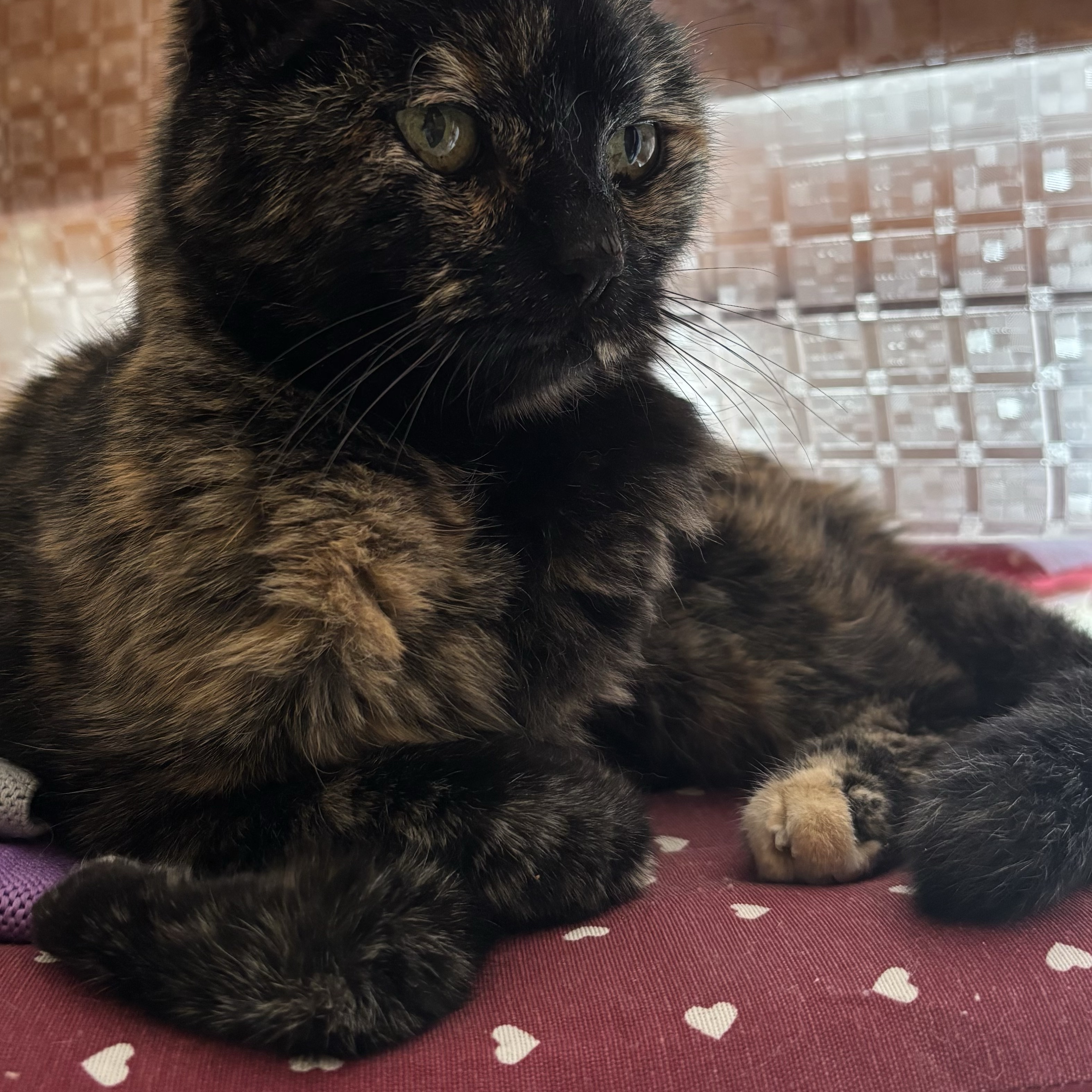 Chicca 