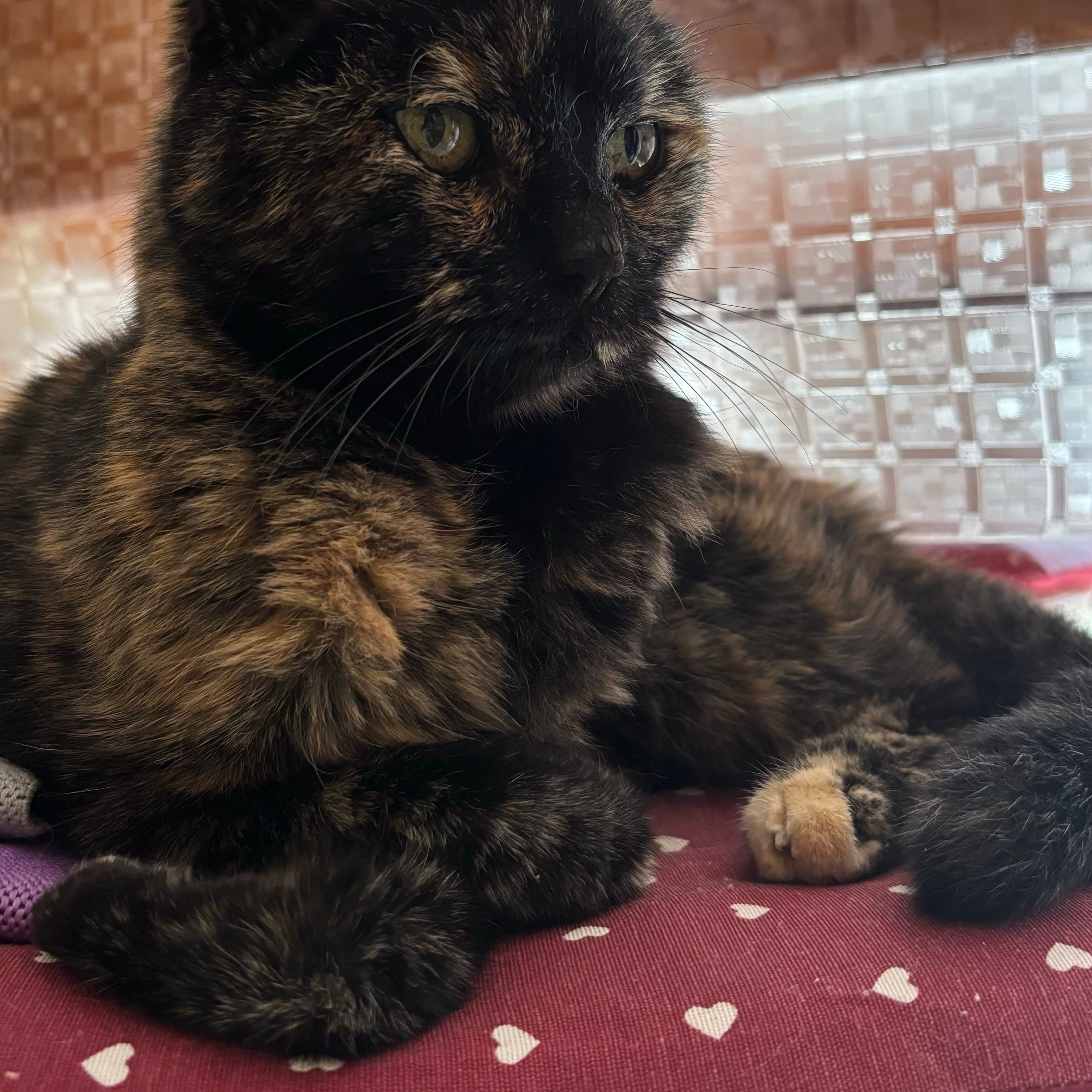 Chicca