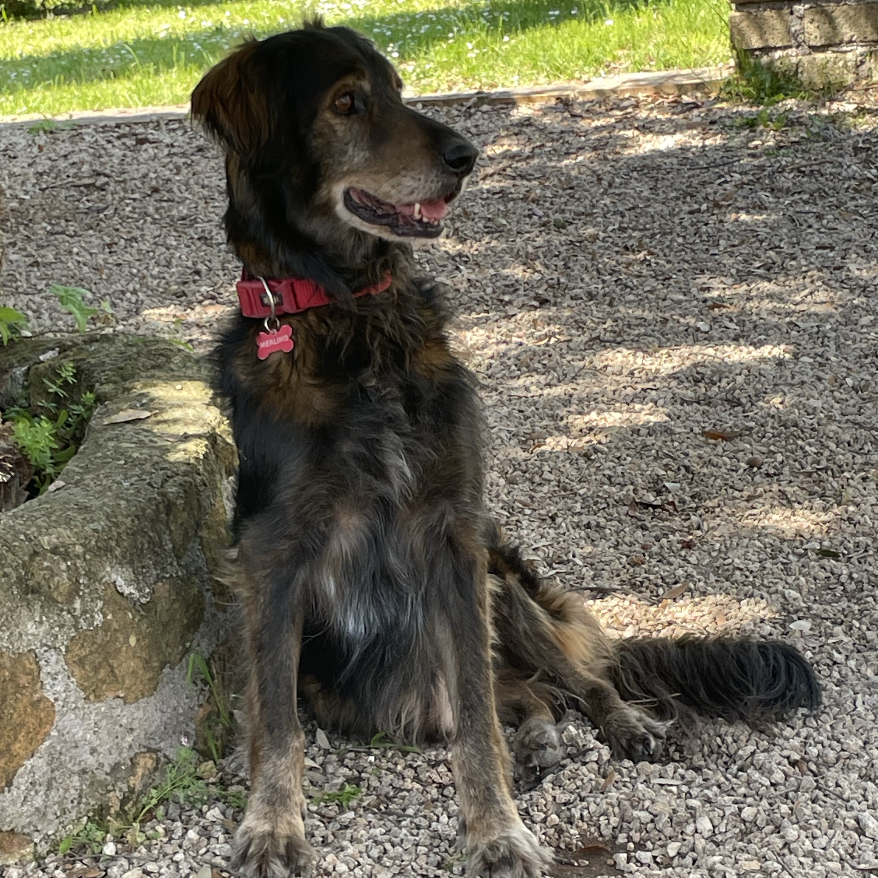 Merlino