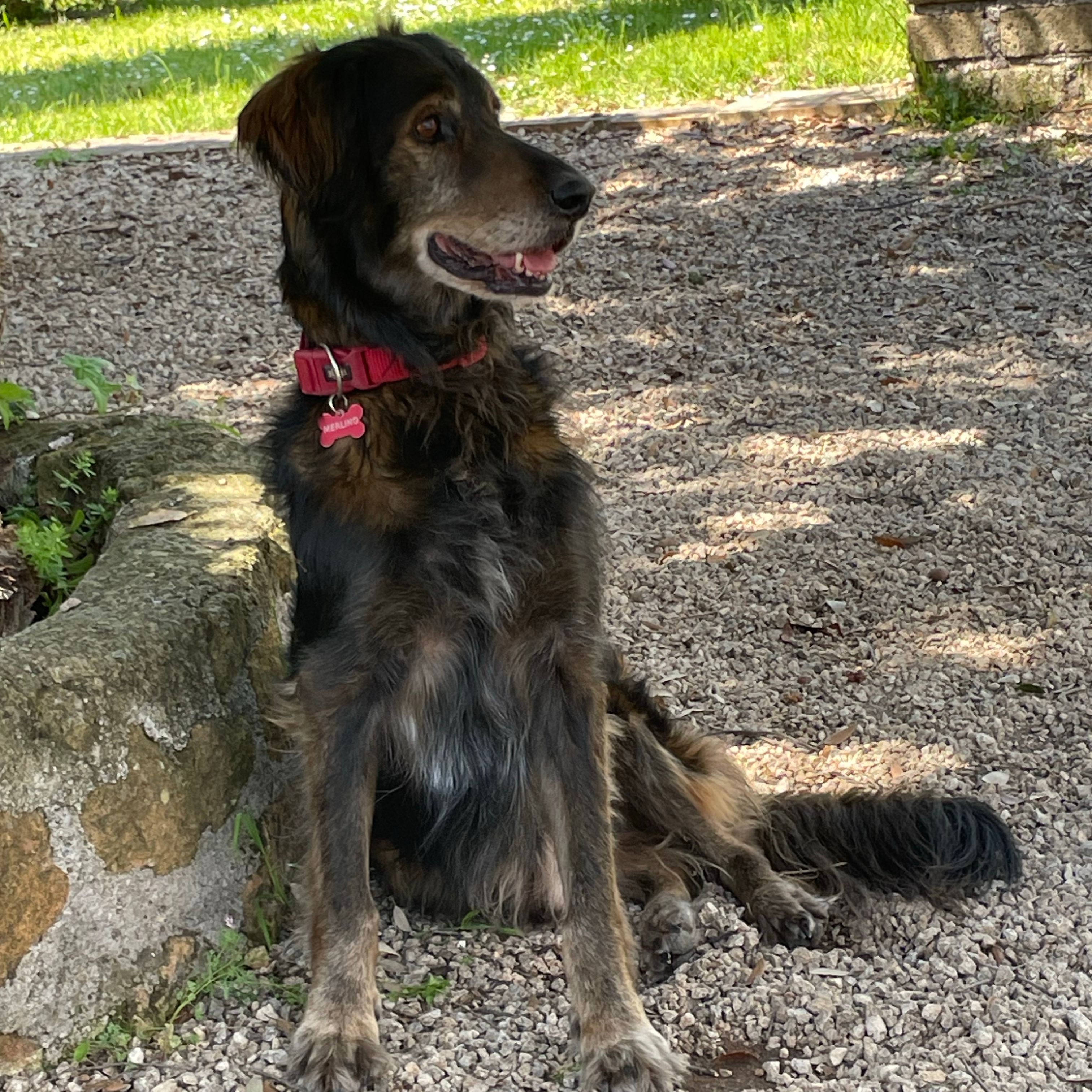 Merlino