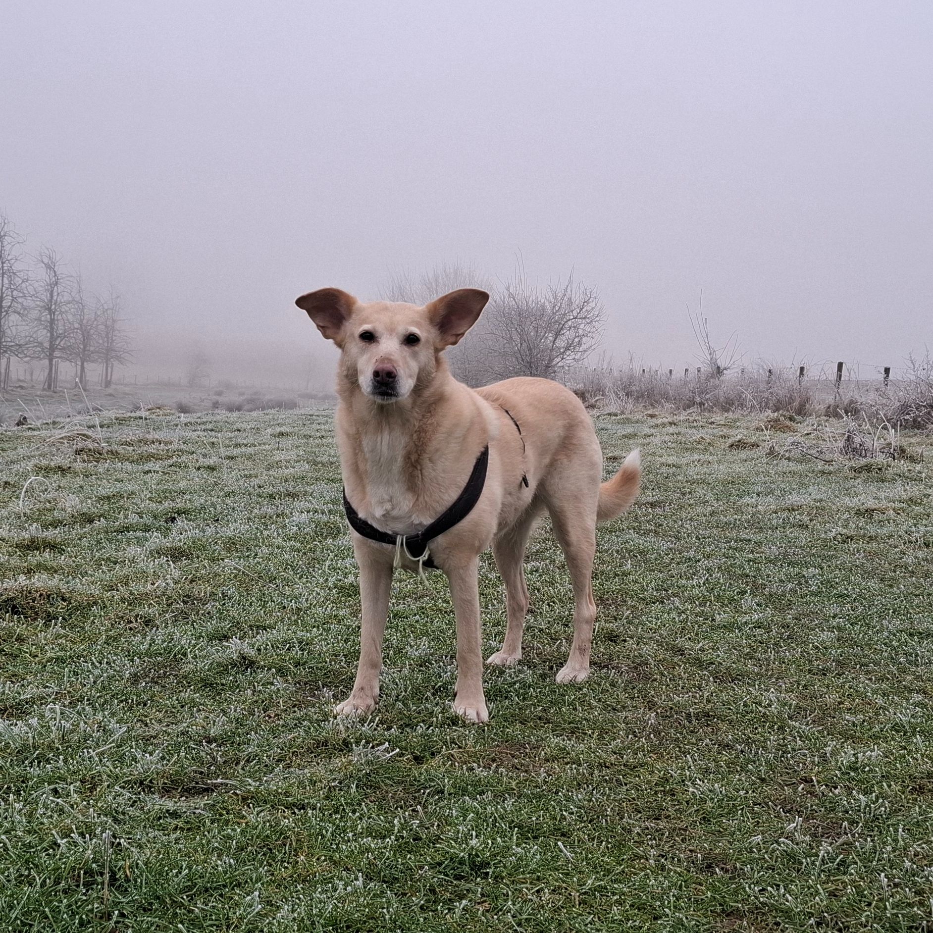 Belka