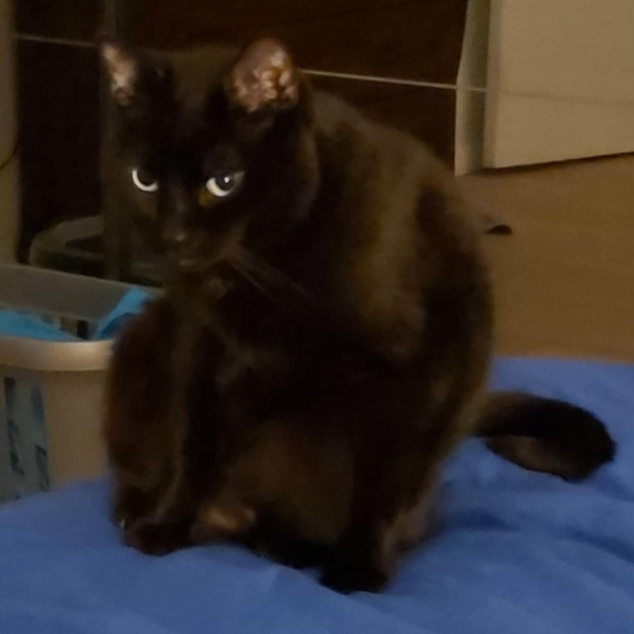 Alexander