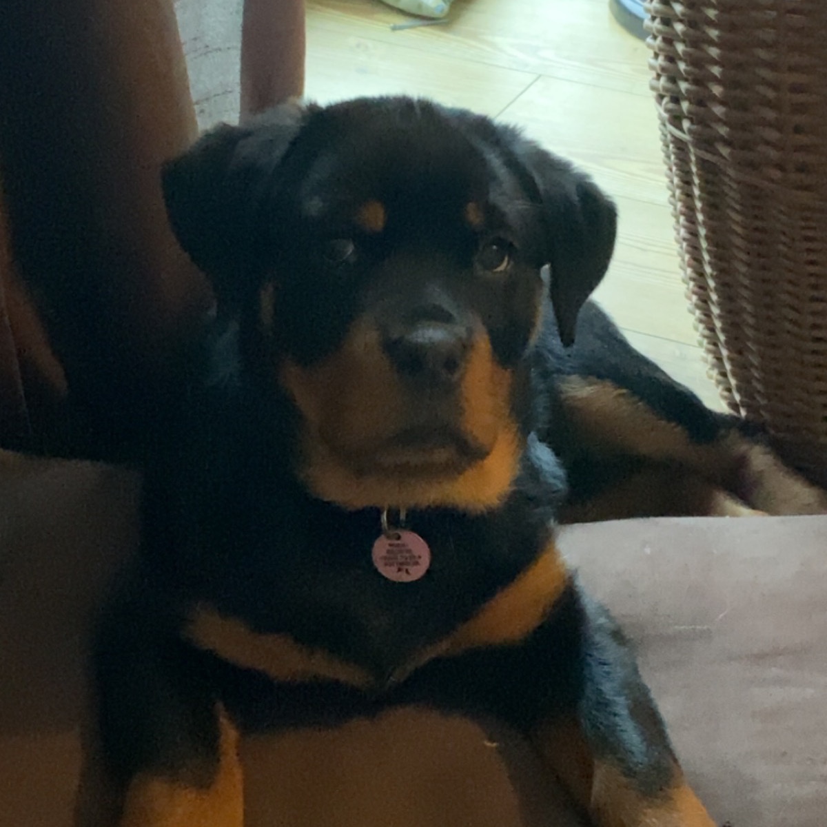 Artemis