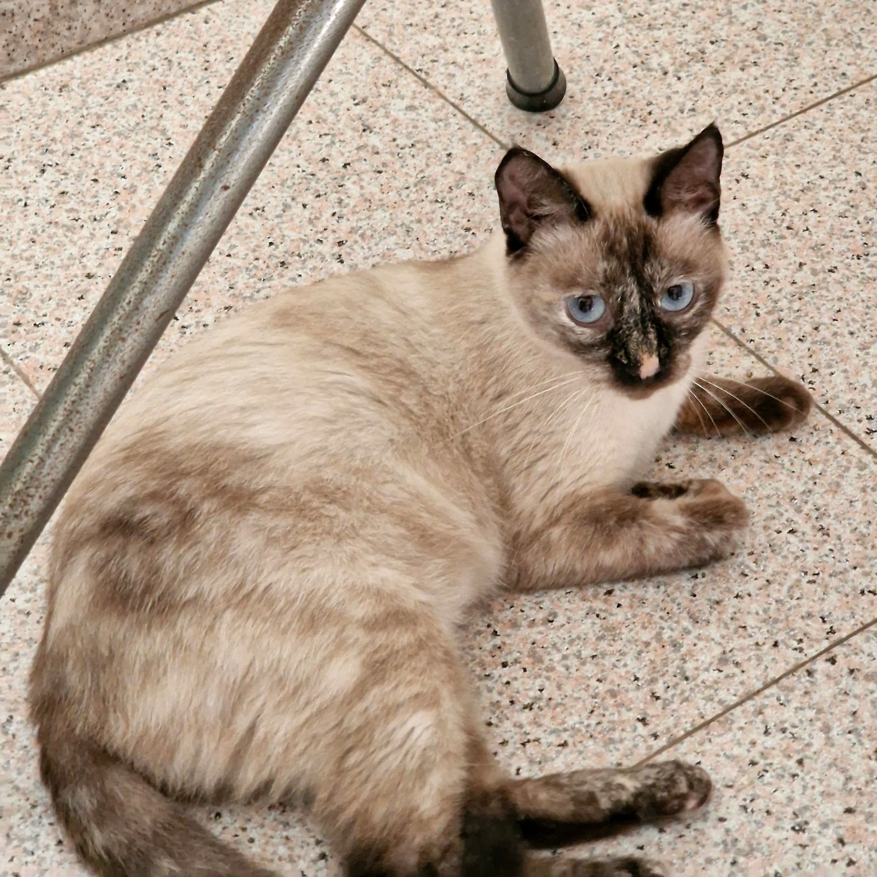 Diana