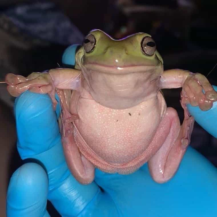 Hessu, Herne, Hemmo & Henkka