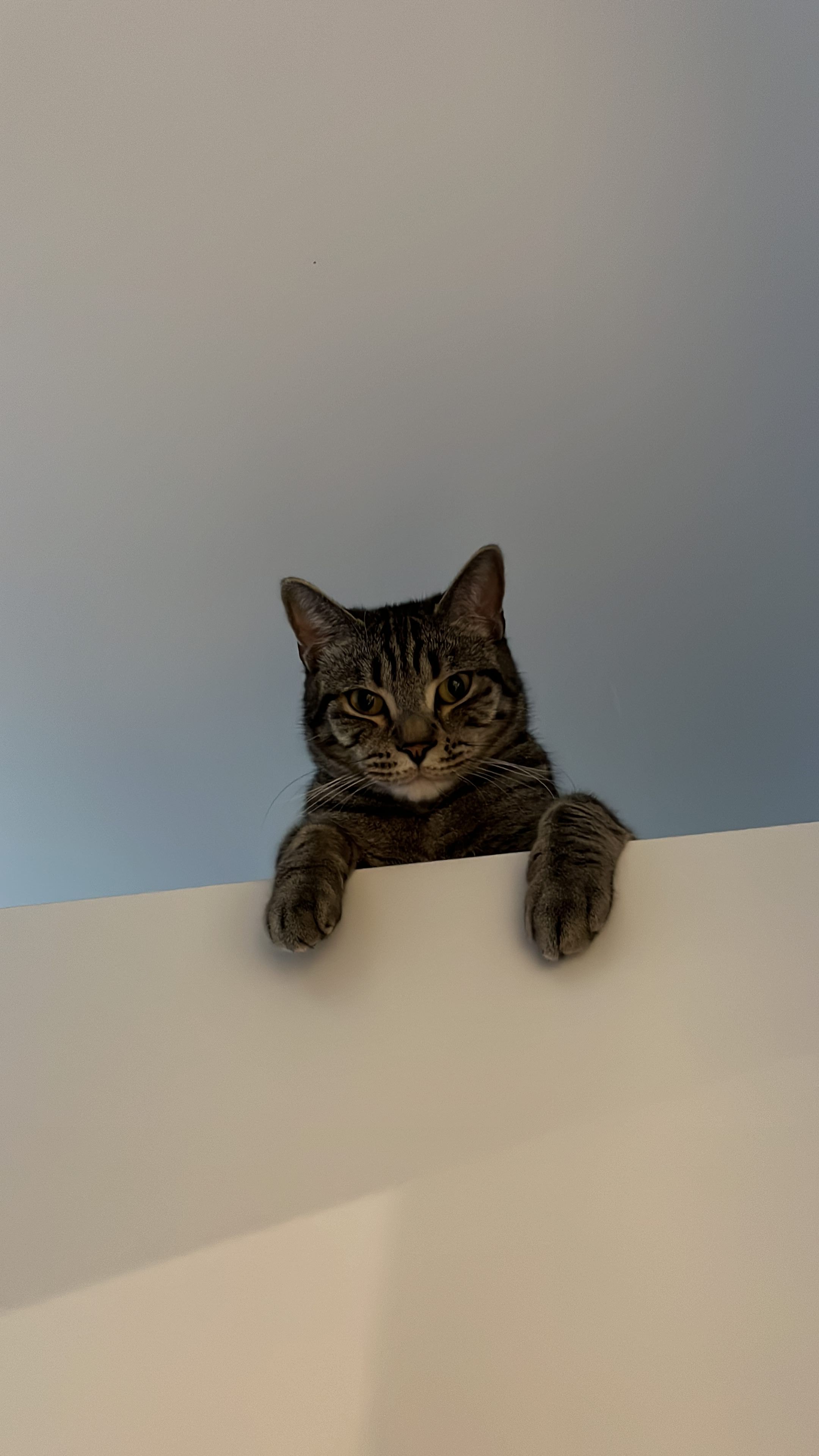 image-21