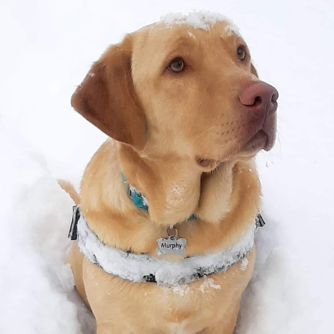 Murphy