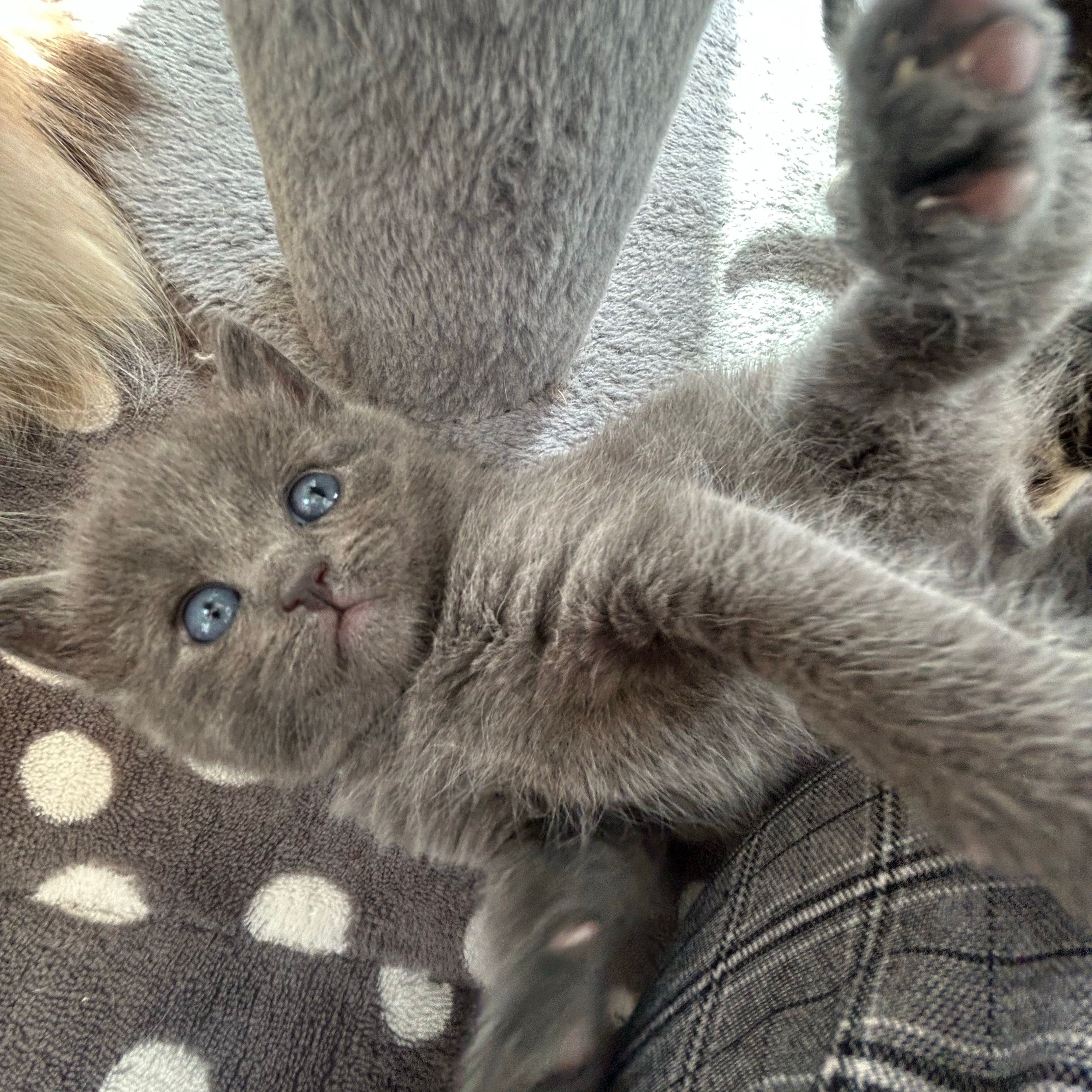 Luna