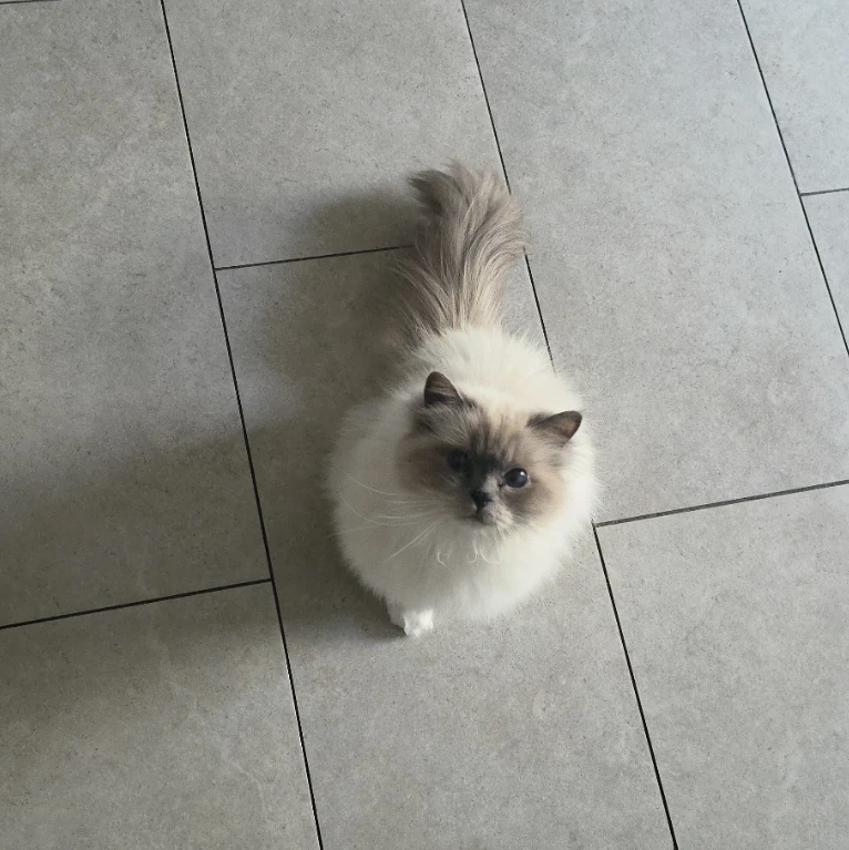 lola