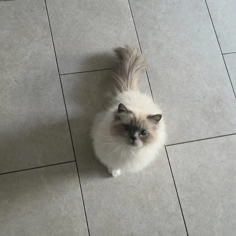 lola