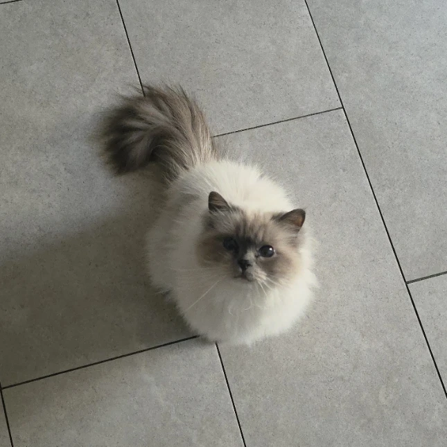 lola