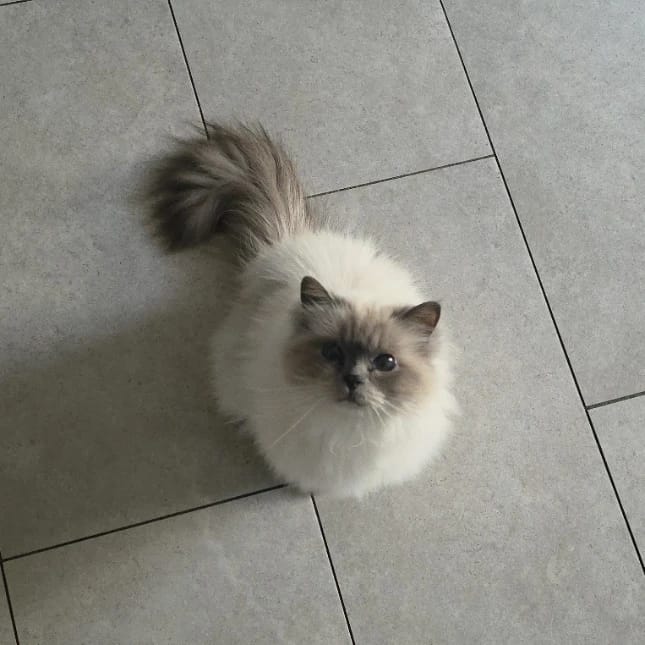 lola