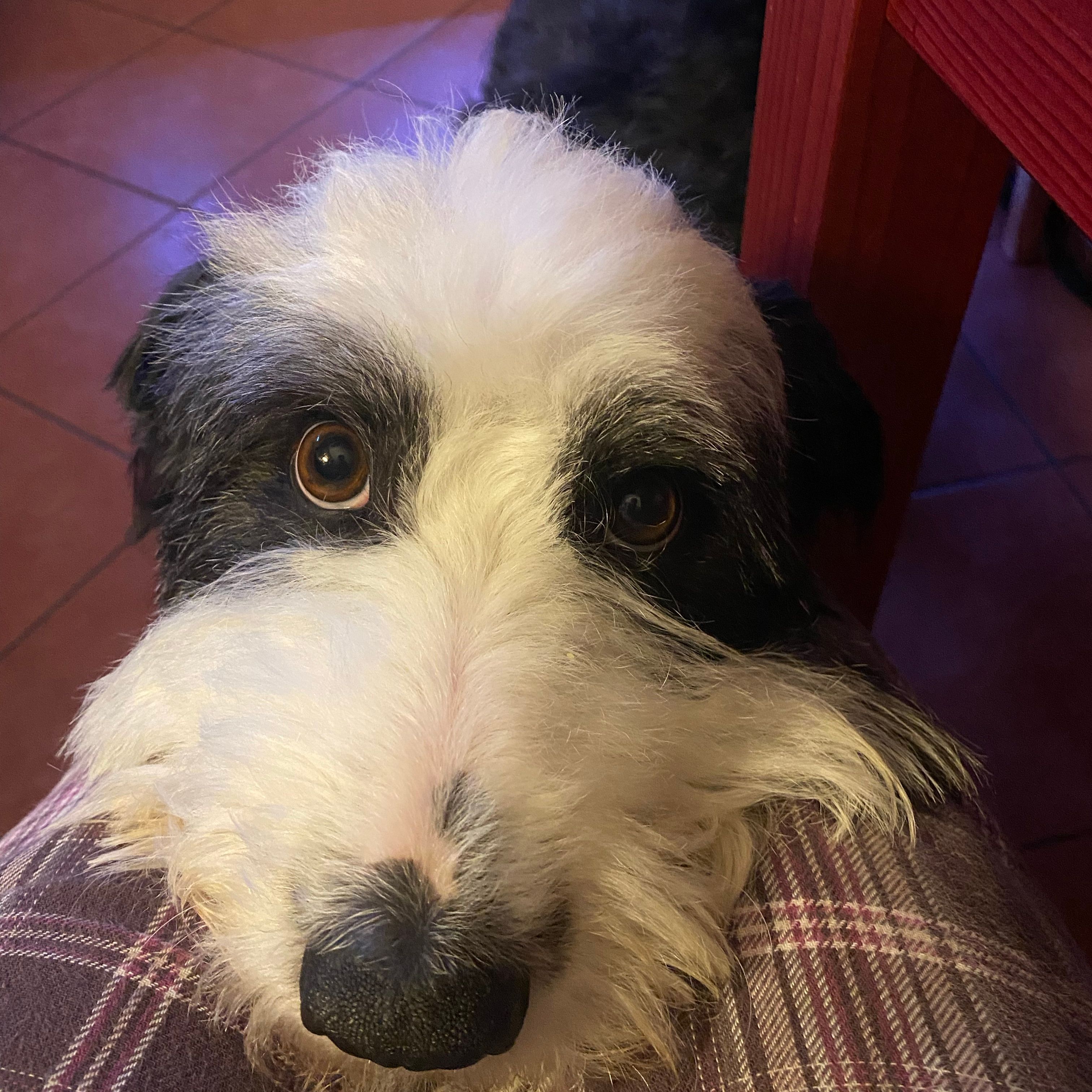 Mirta