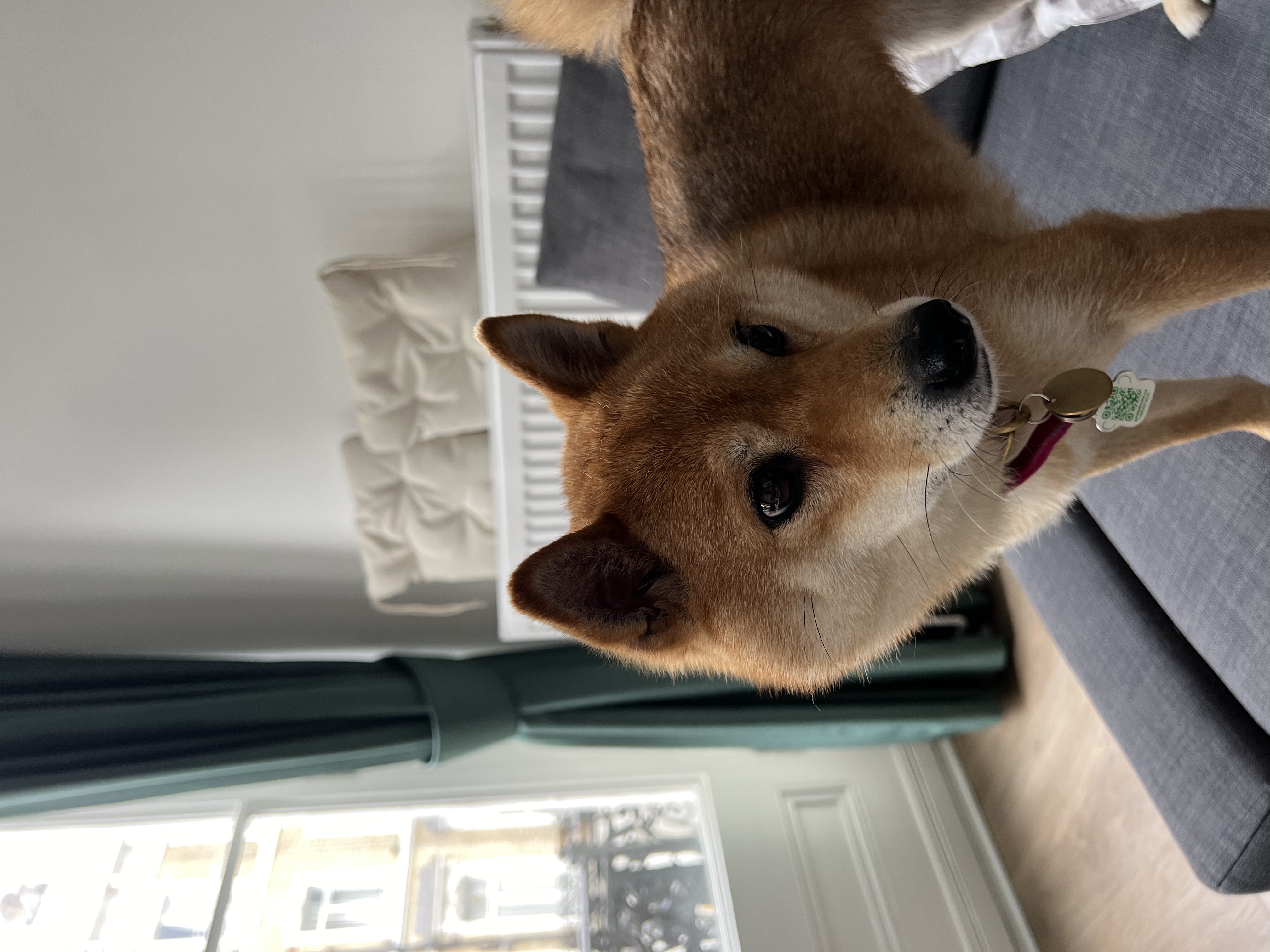 image-4