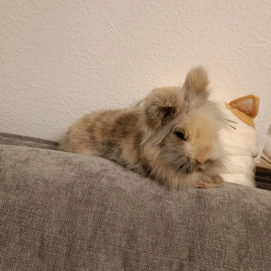 Lilo 