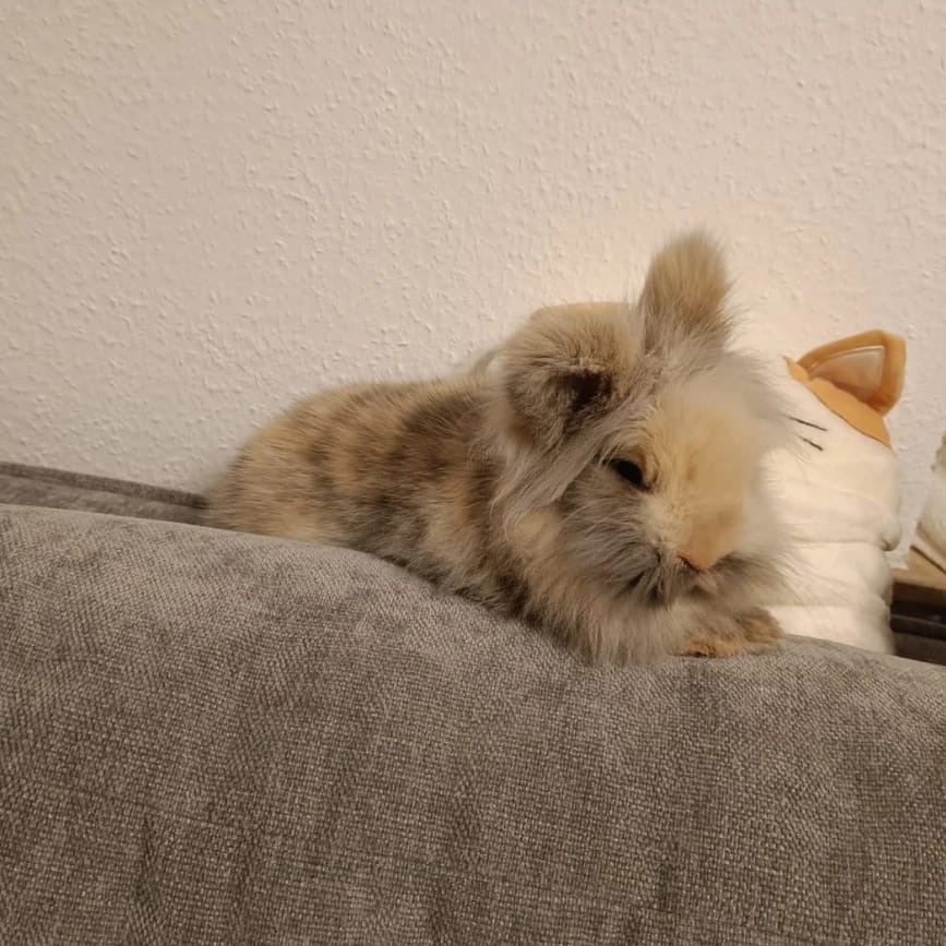 Lilo