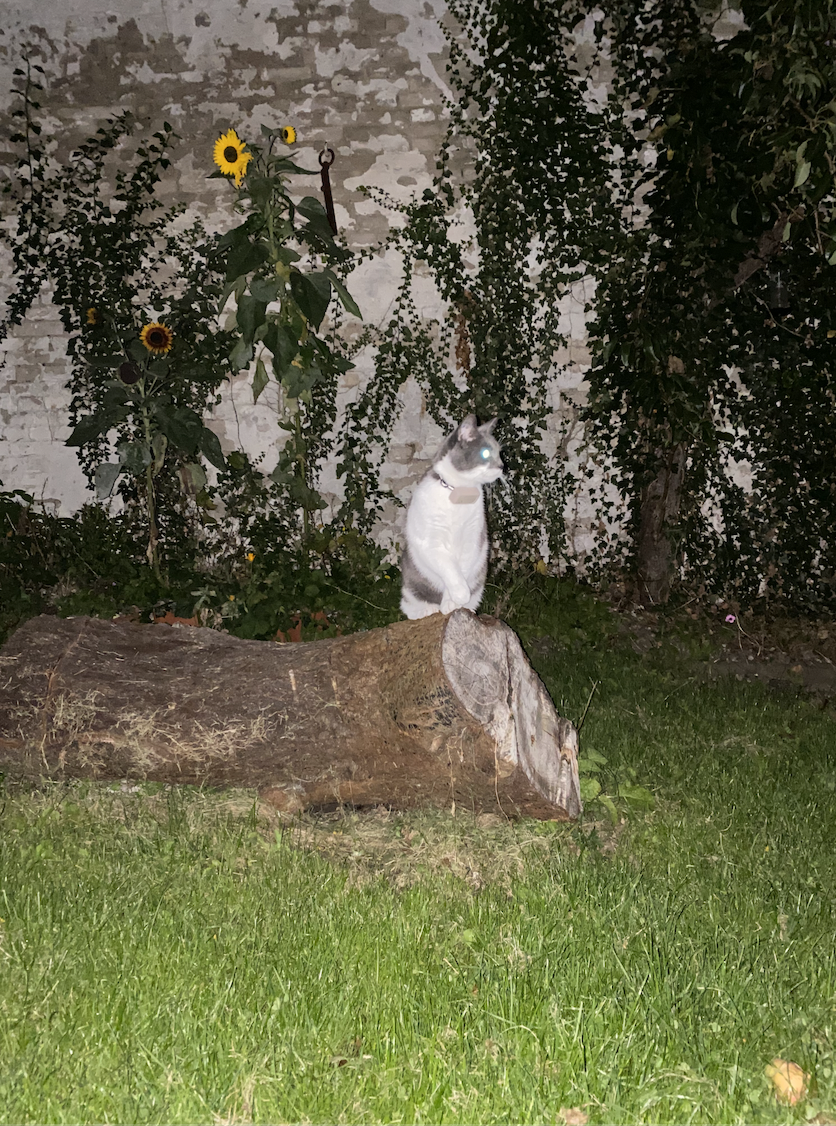 image-26
