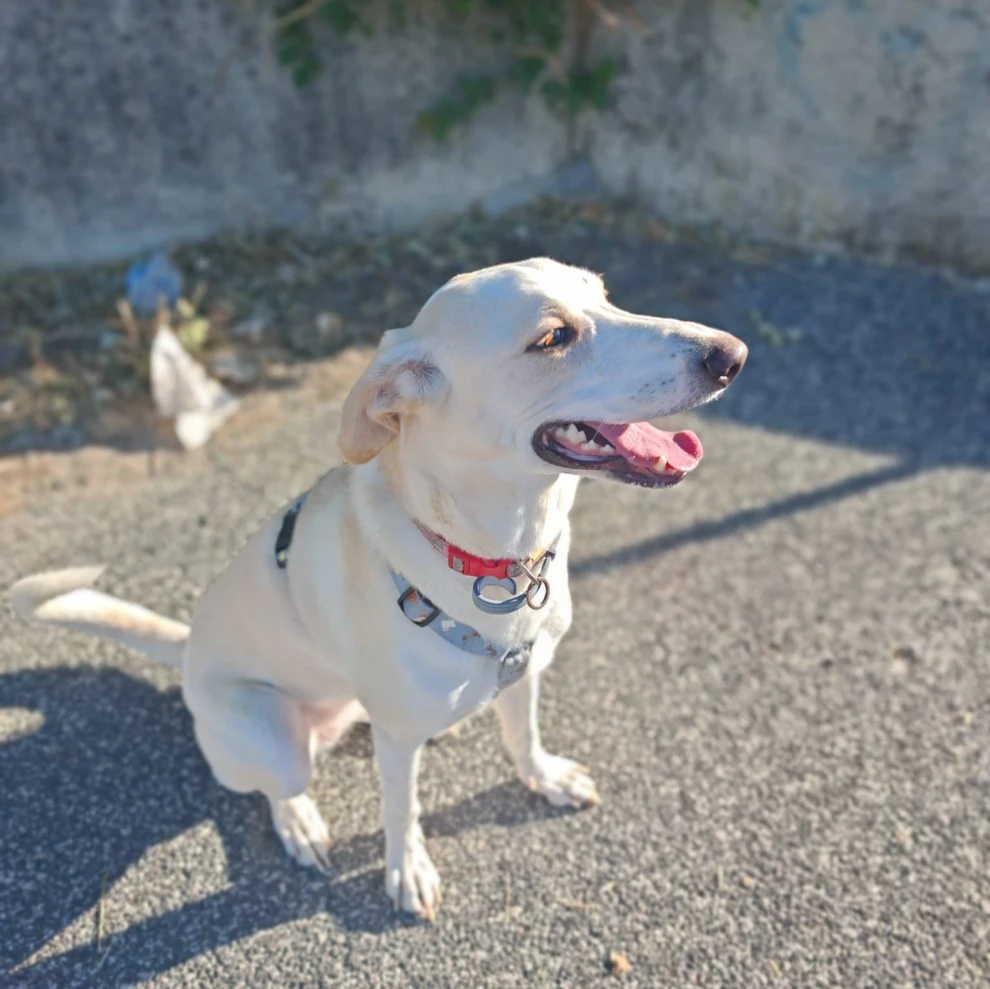 Stella