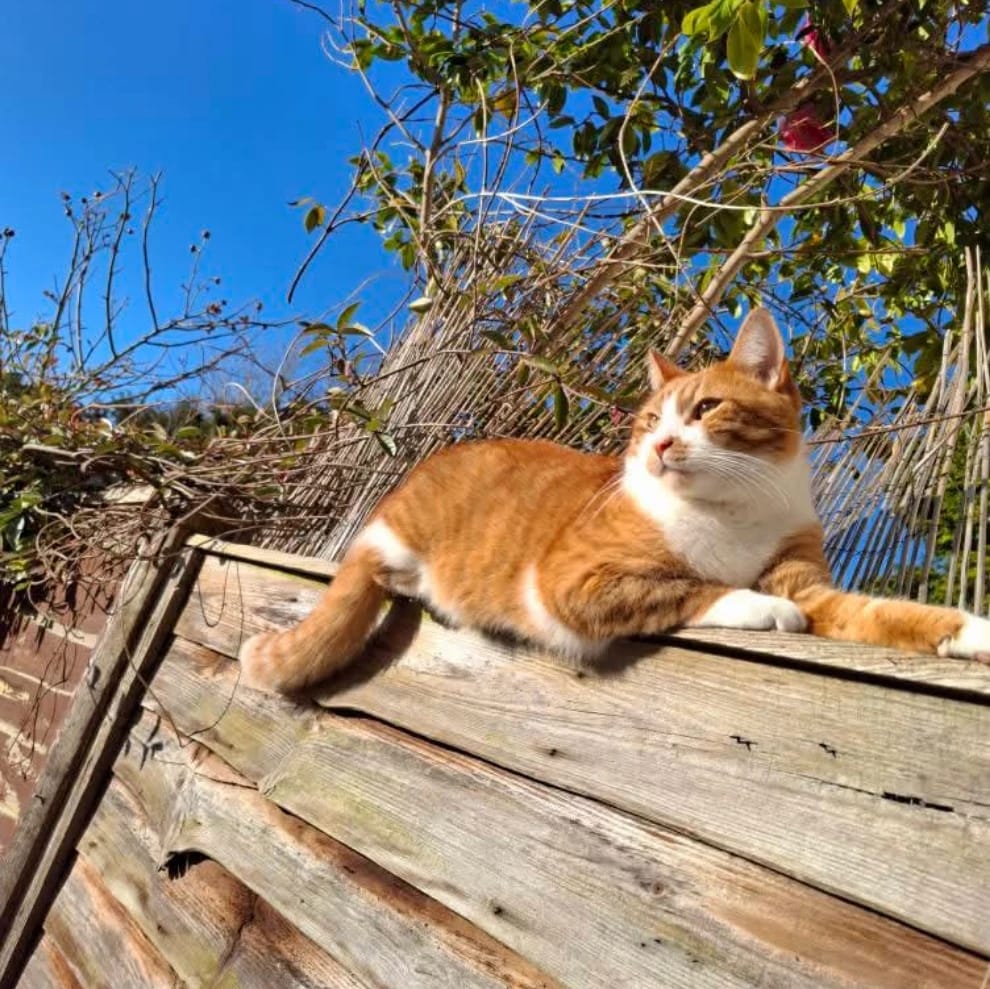 Milo
