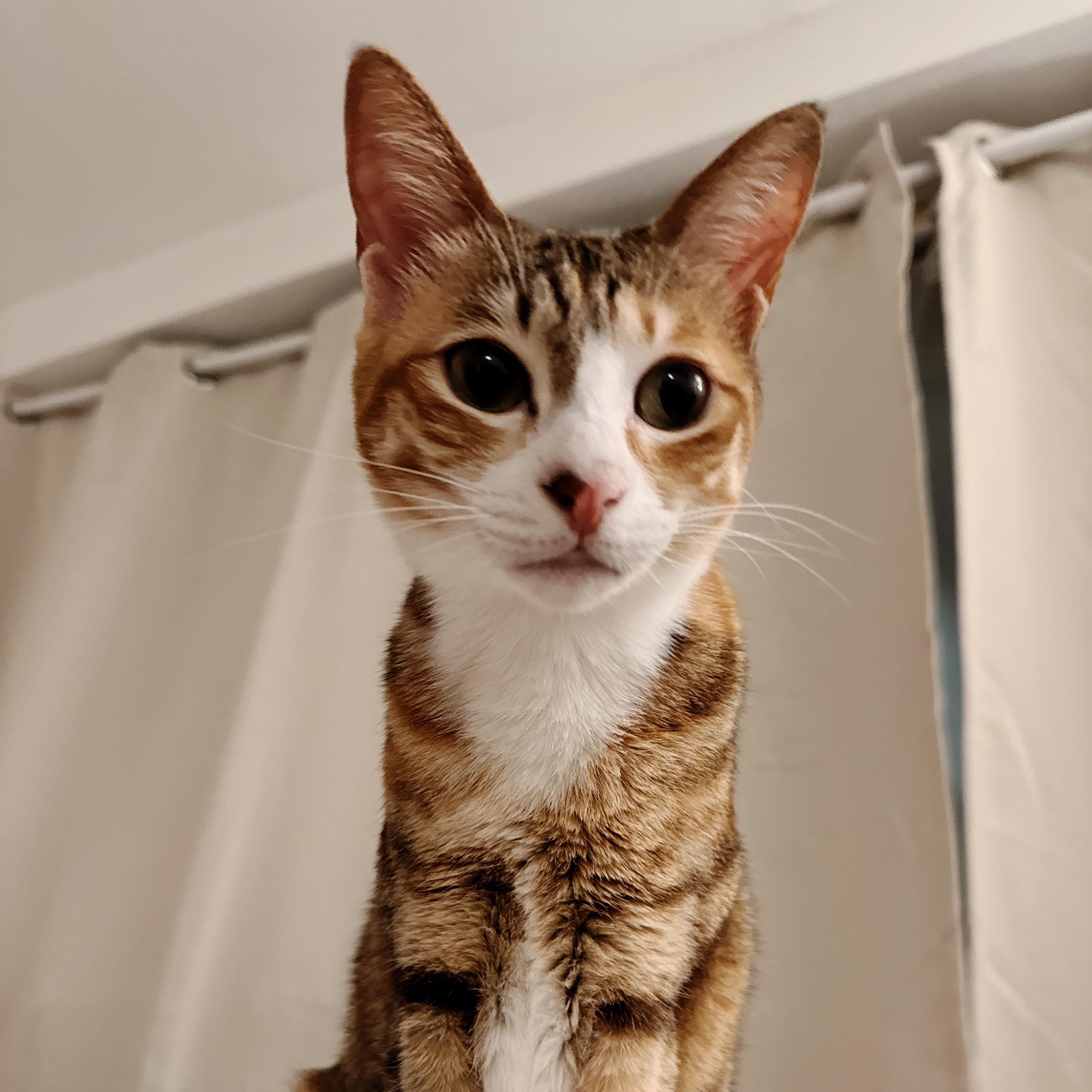 Gina