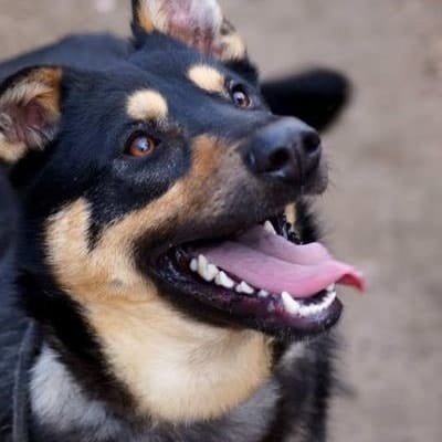 Lupo