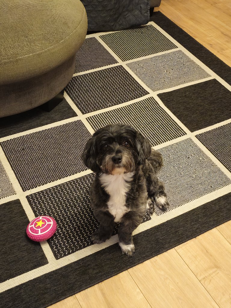 Samuel