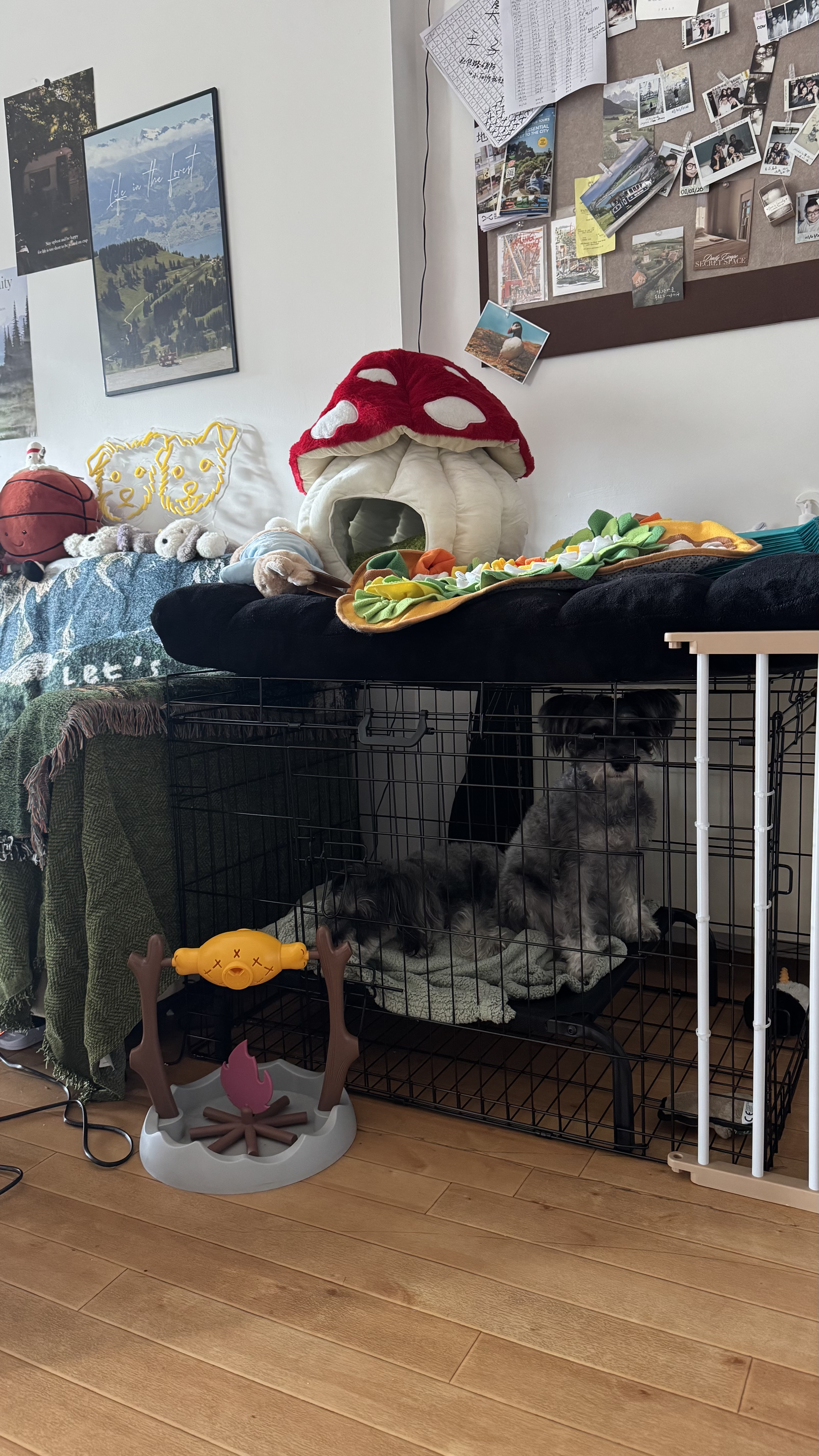 image-19