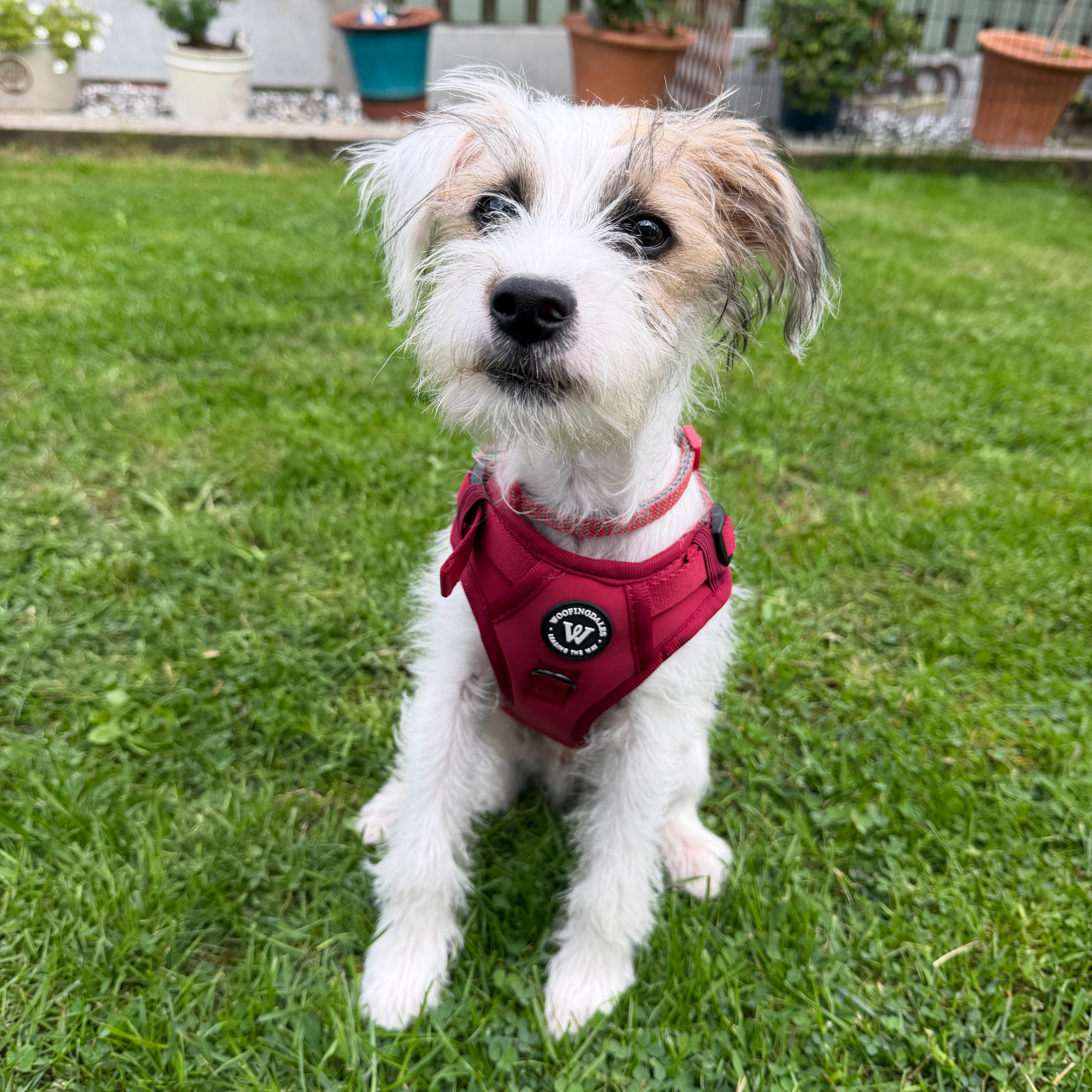 Finn