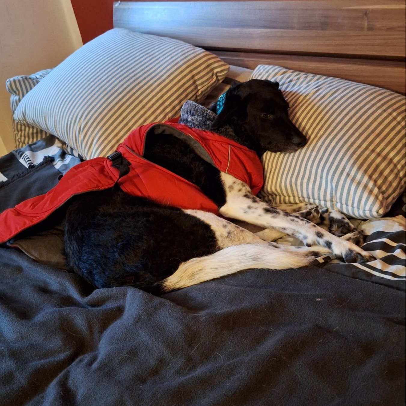 Coco 
