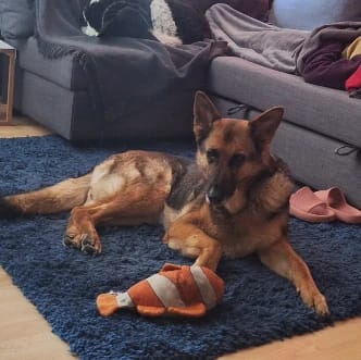 leyla