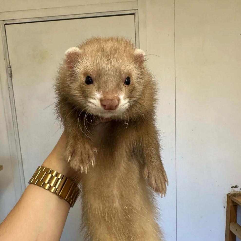 Cheddar