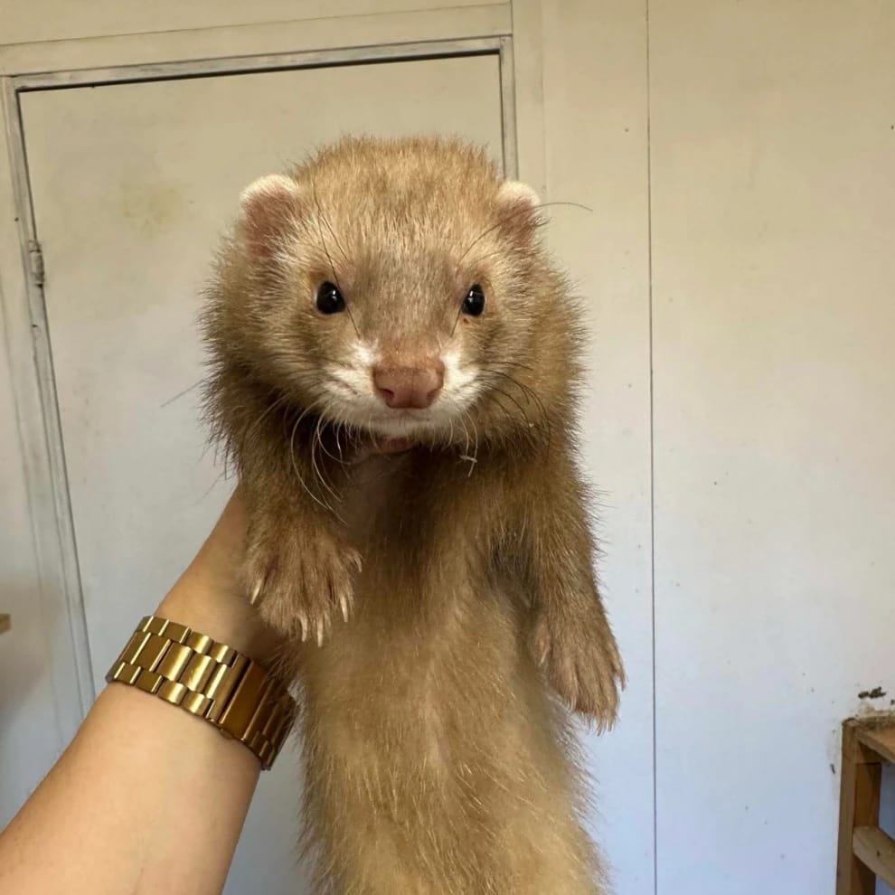 Cheddar