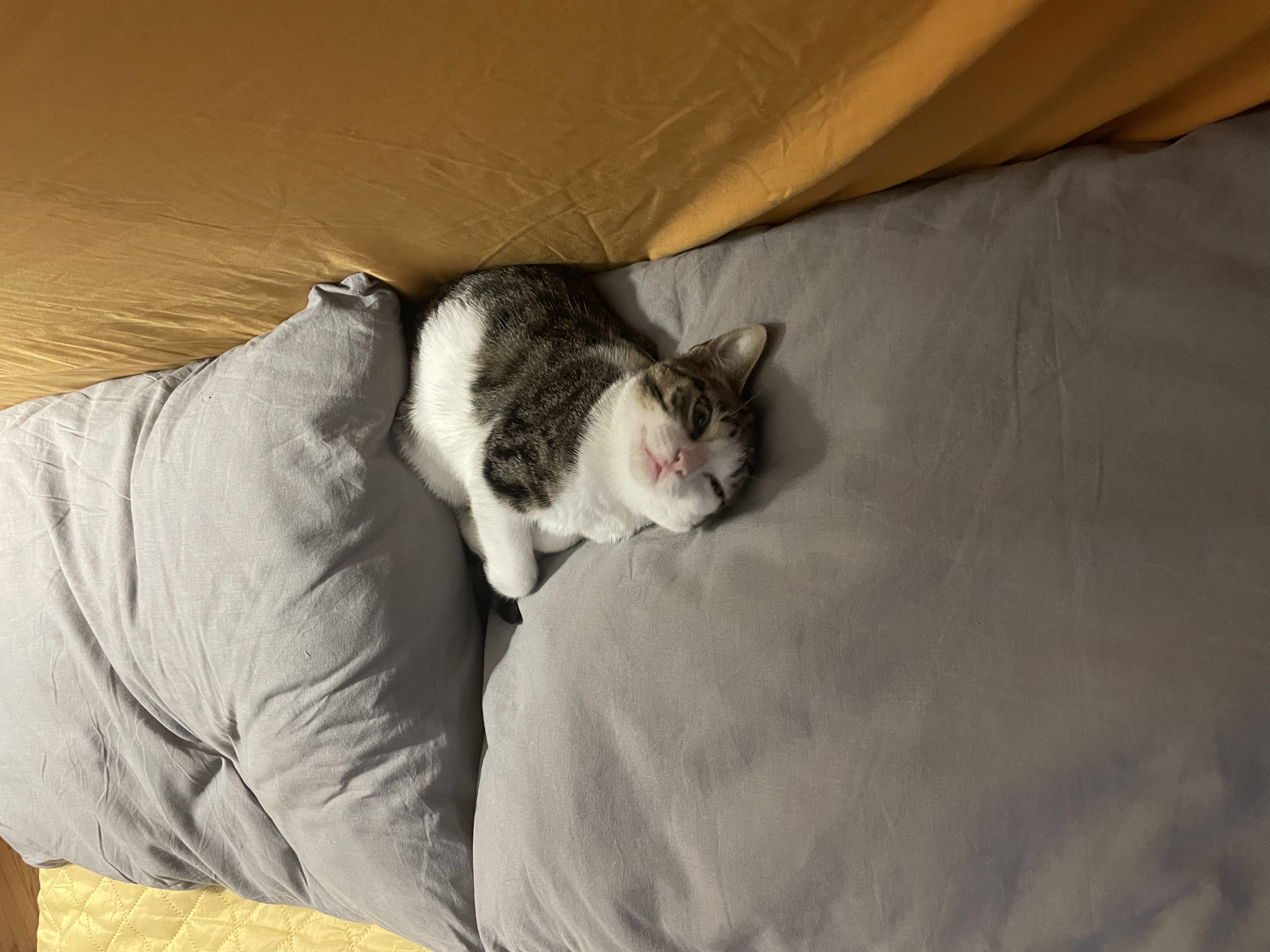 image-6