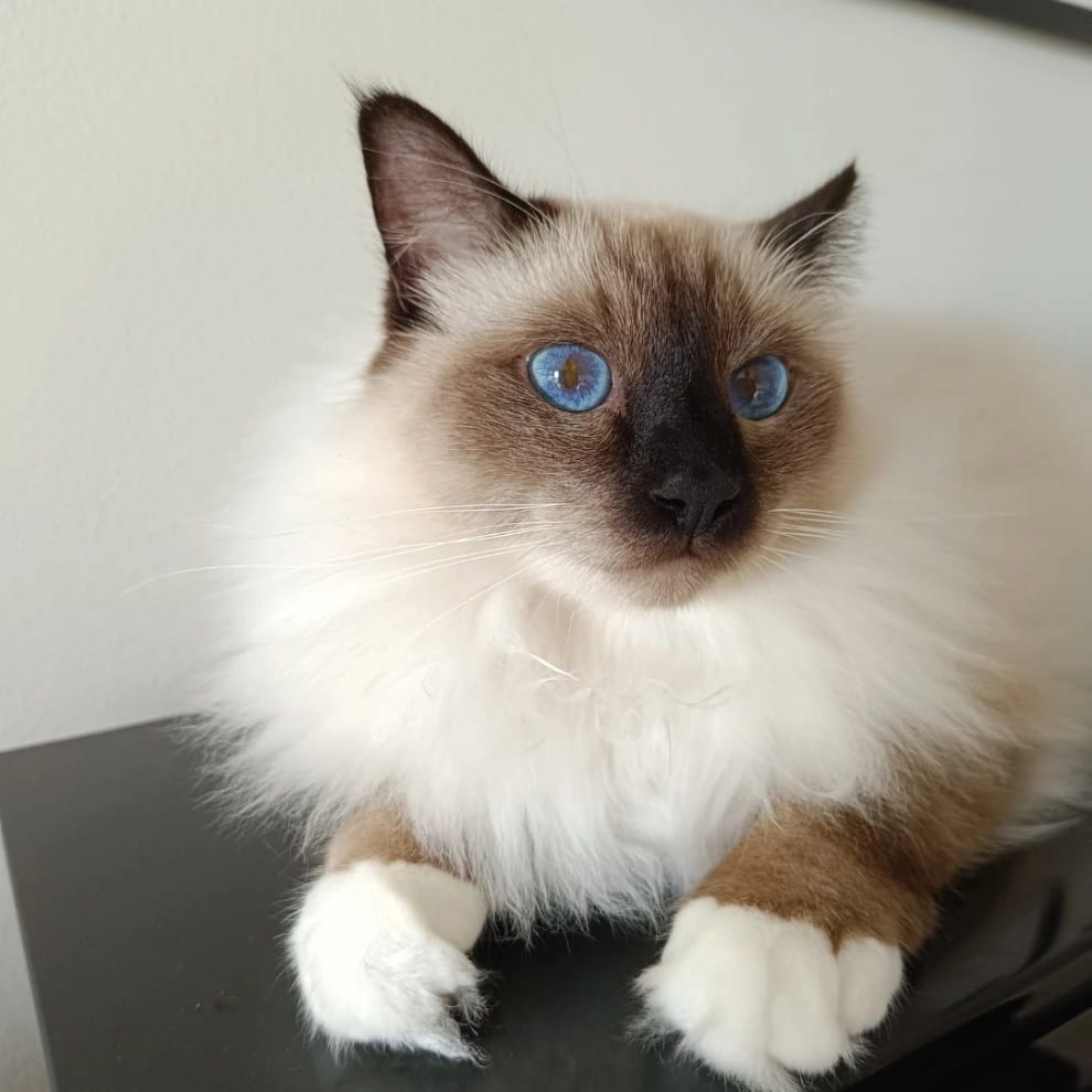 Herkku
