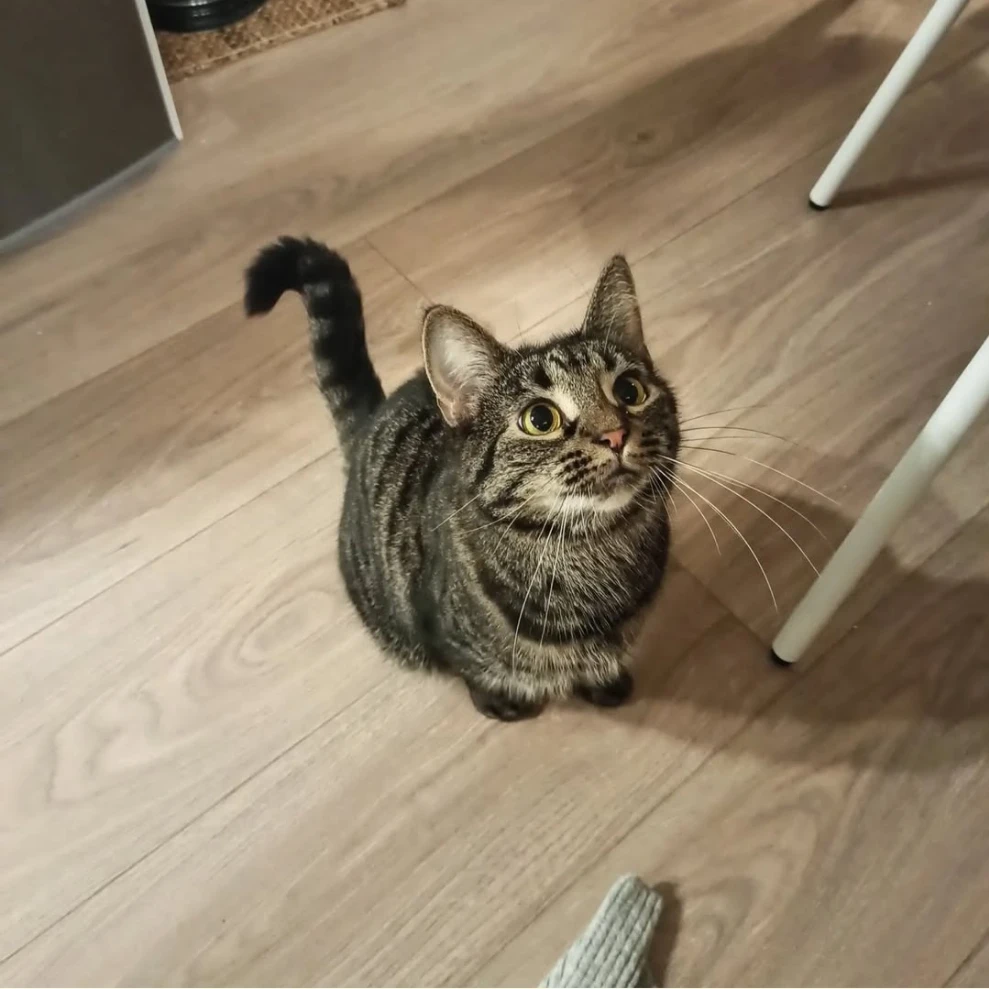 Ronja
