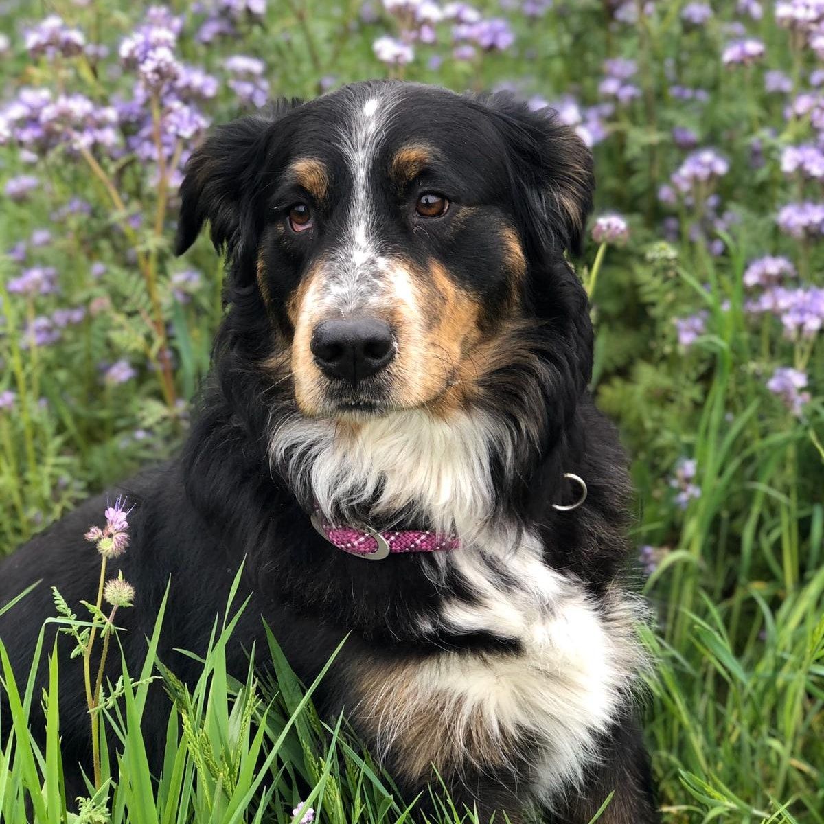 Lilly