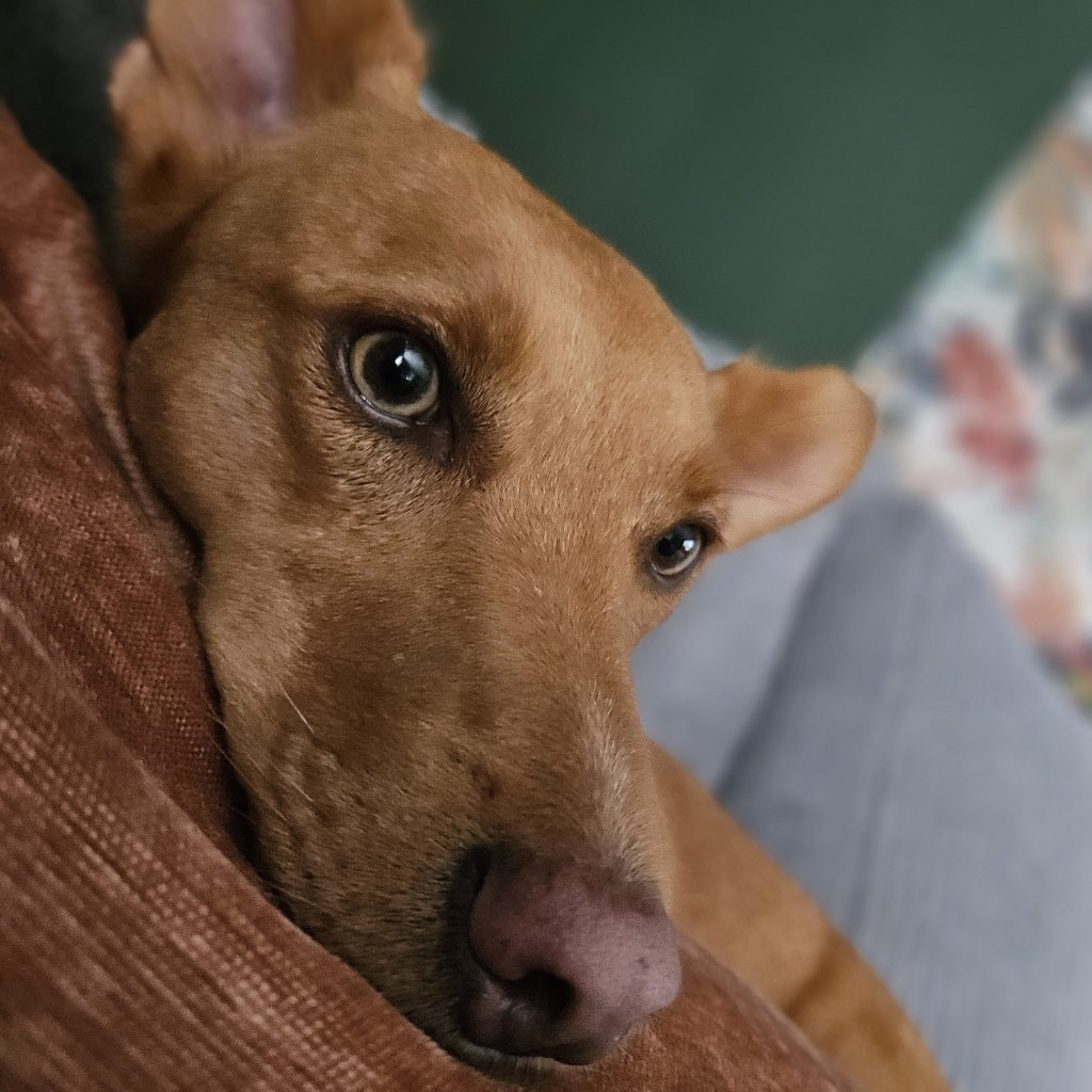 Hazel 
