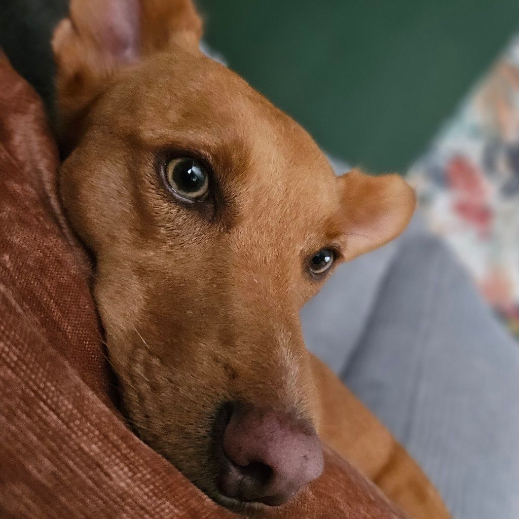 Hazel