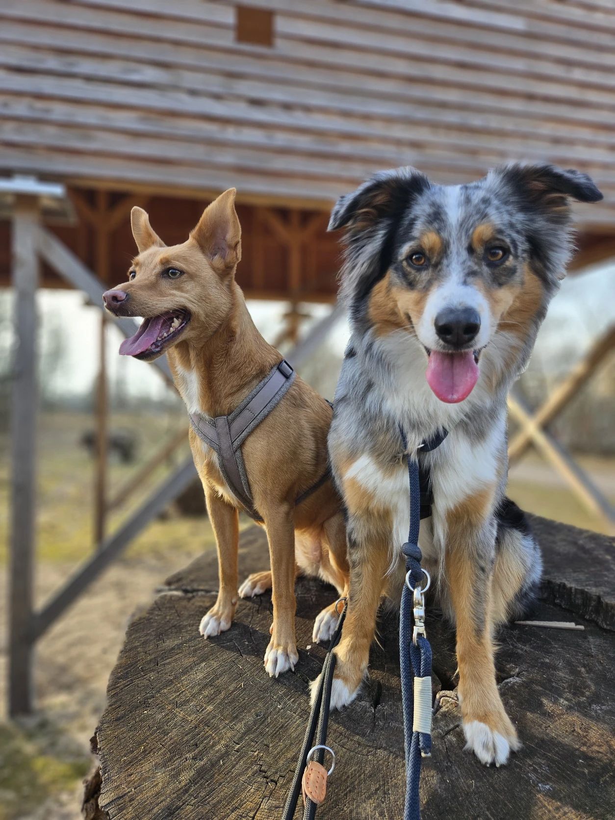 image-18