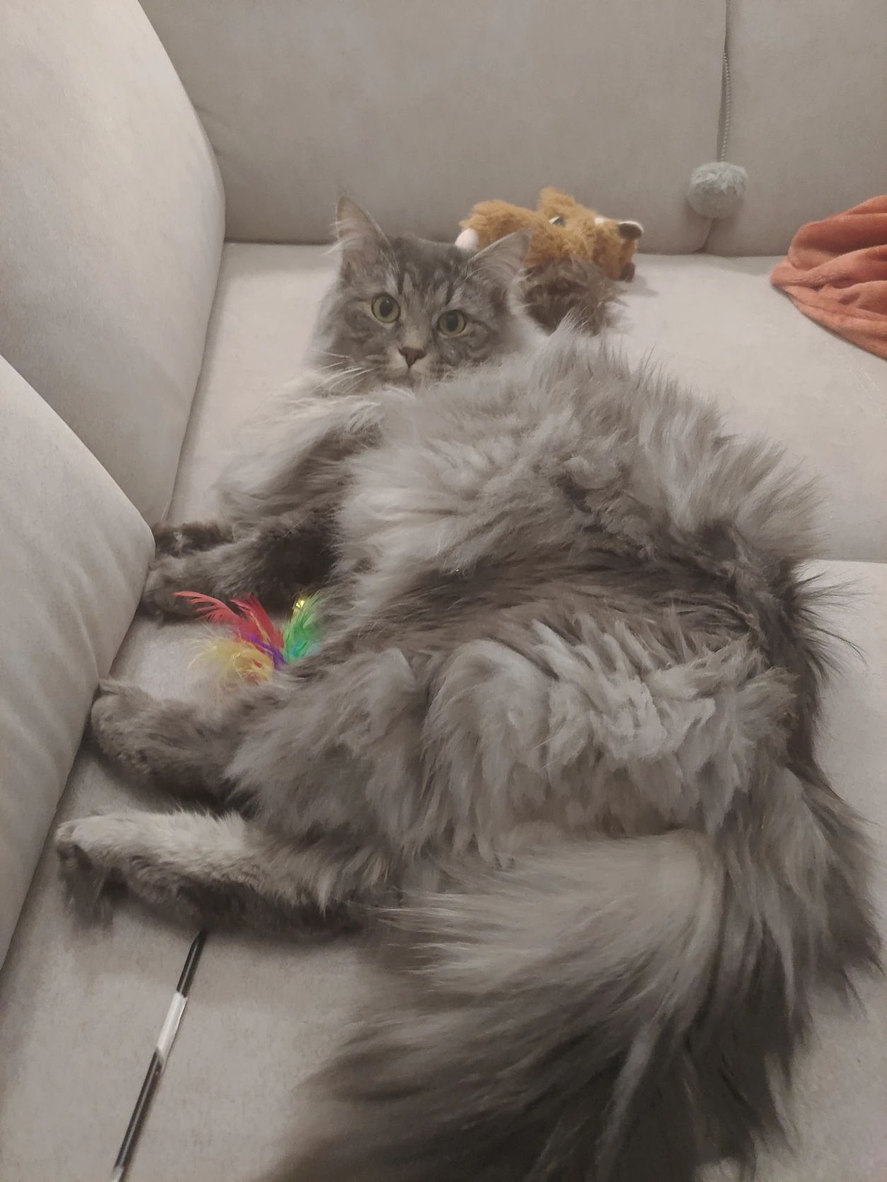 image-6