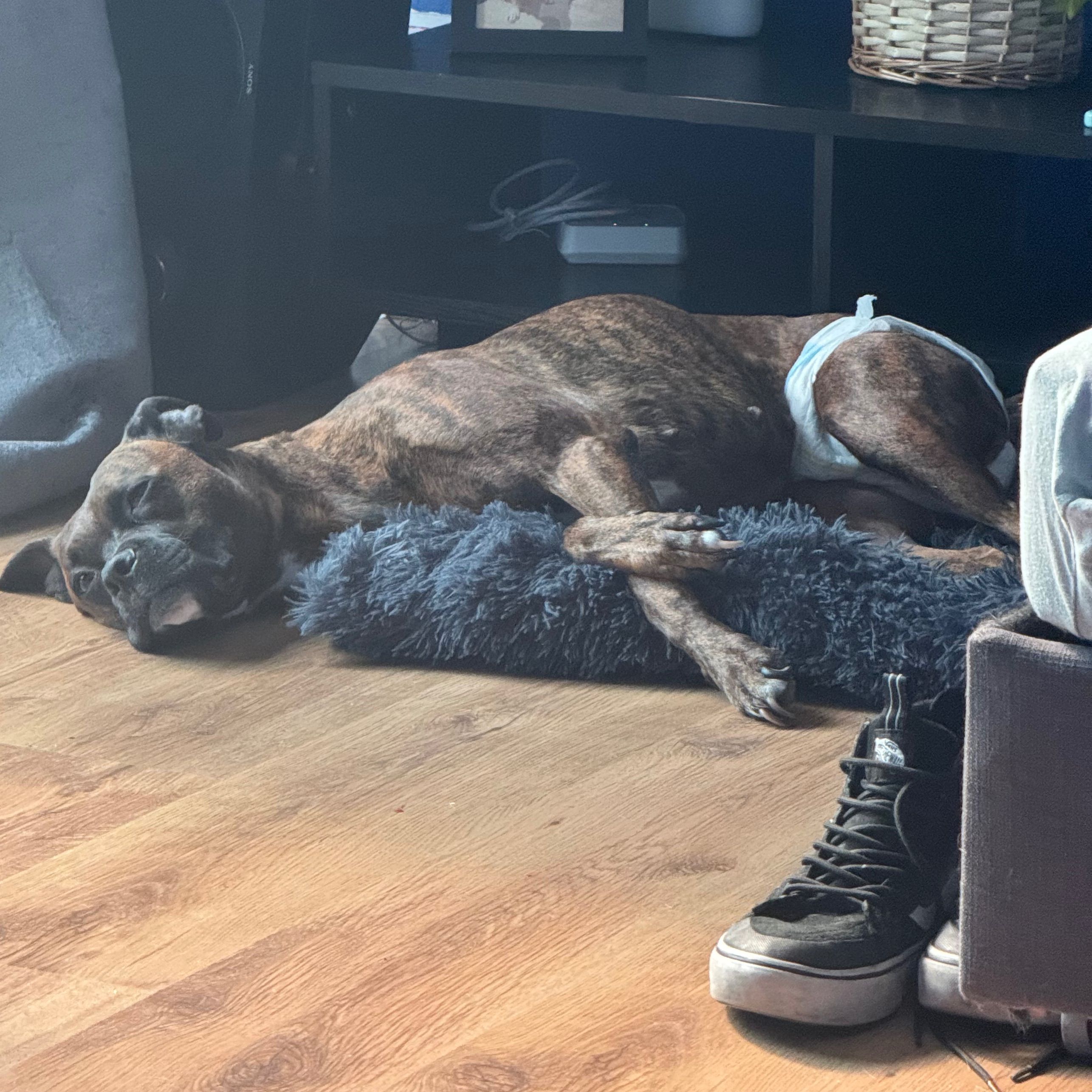 Staffy cross Boxer