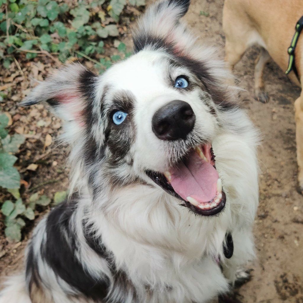 Nova