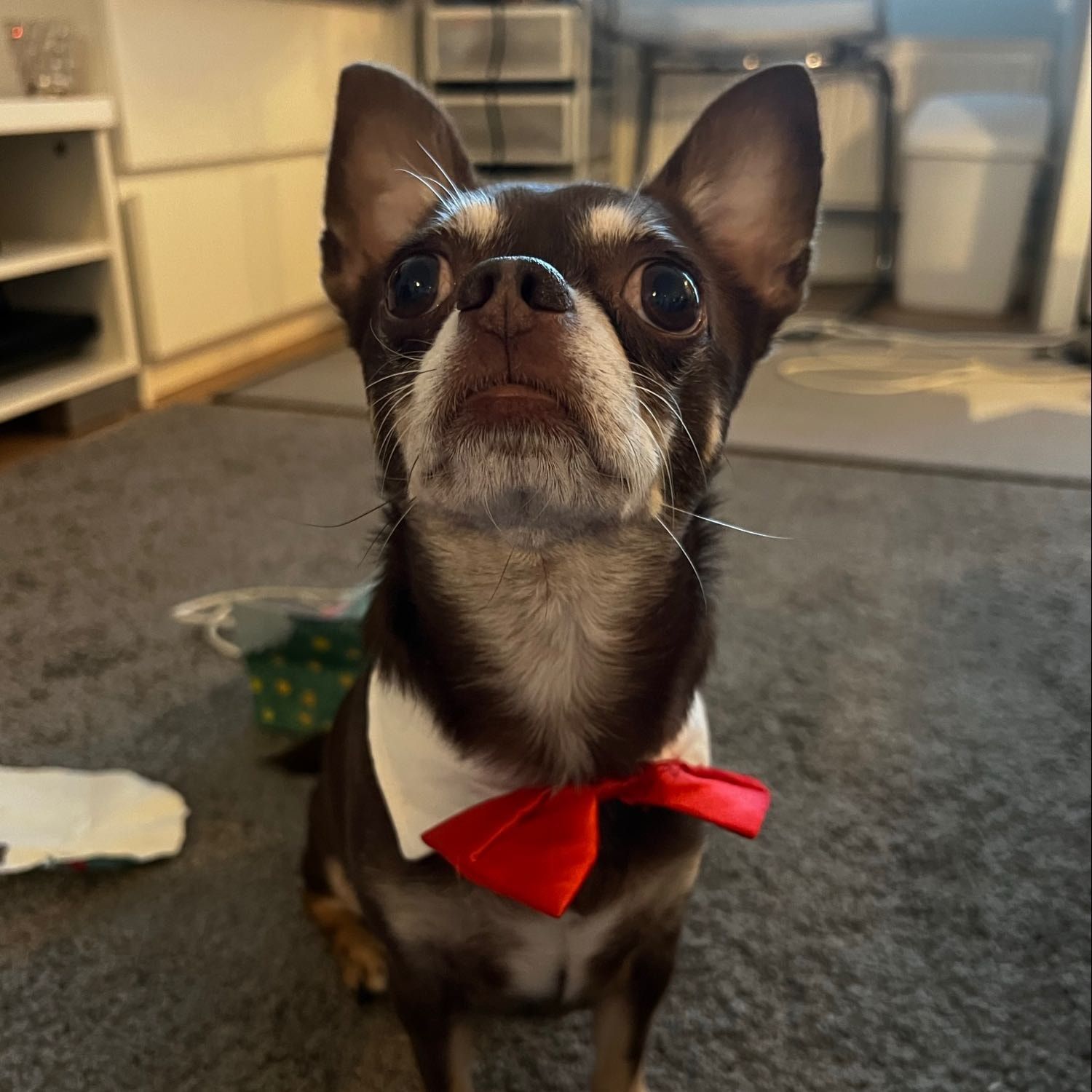 Tico